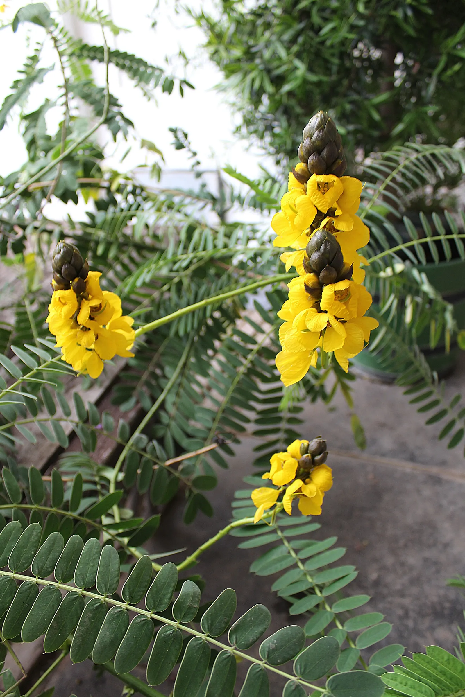 Popcorn Cassia, African Cassia (Senna Didymobotrya) — Use as an eye-catching accent or privacy screen