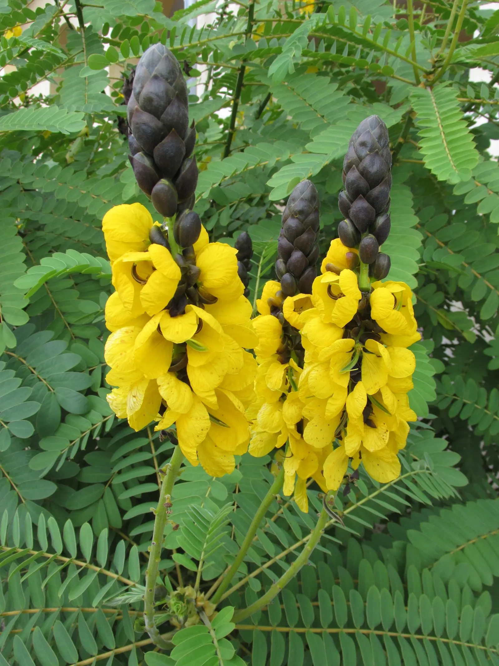 Popcorn Cassia, African Cassia (Senna Didymobotrya) — is a vibrant perennial shrub reaching up to 6-10 feet tall and spreading 3-5 feet wide