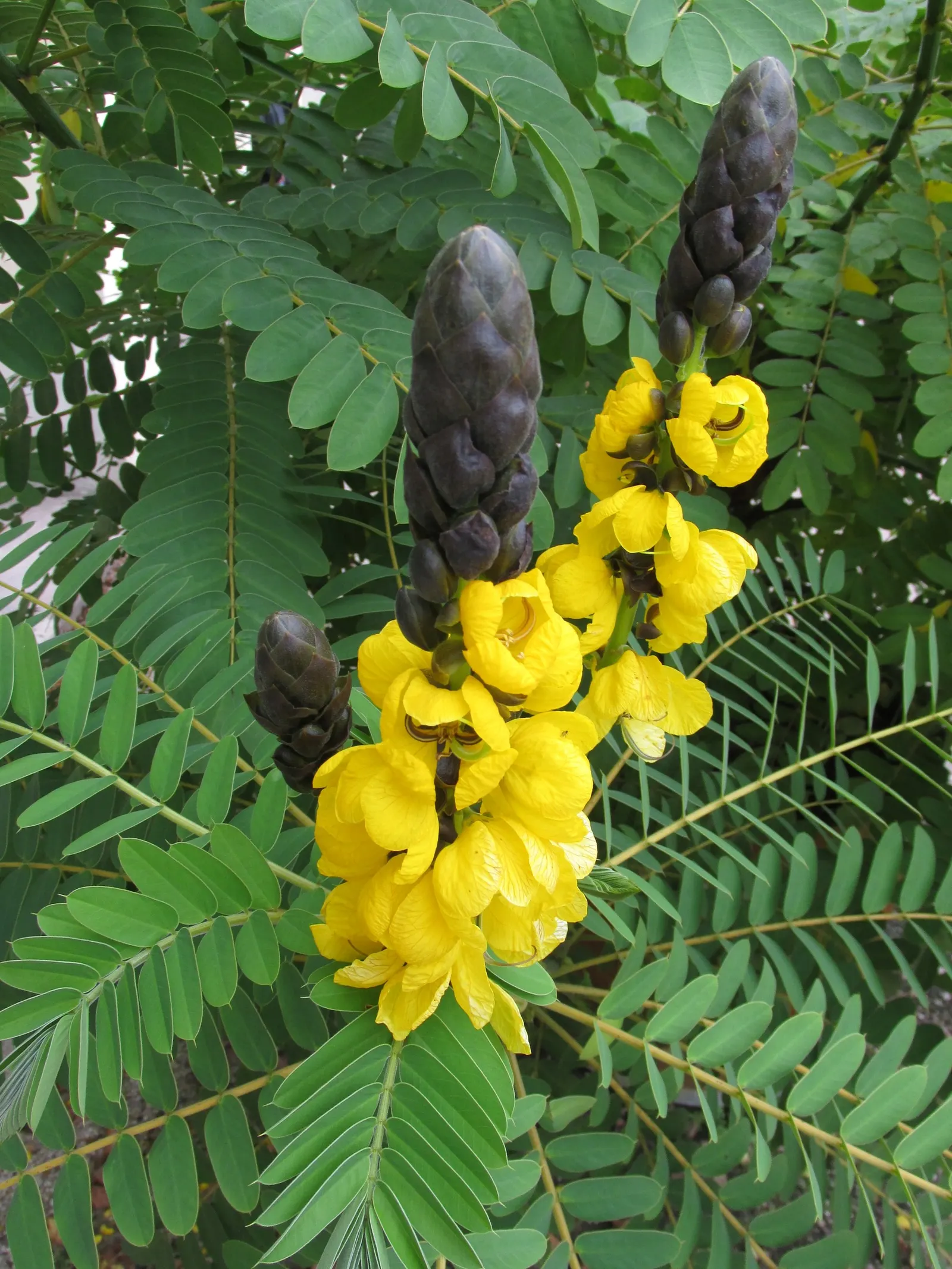 Popcorn Cassia, African Cassia (Senna Didymobotrya) — the Popcorn Cassia is an exceptional choice