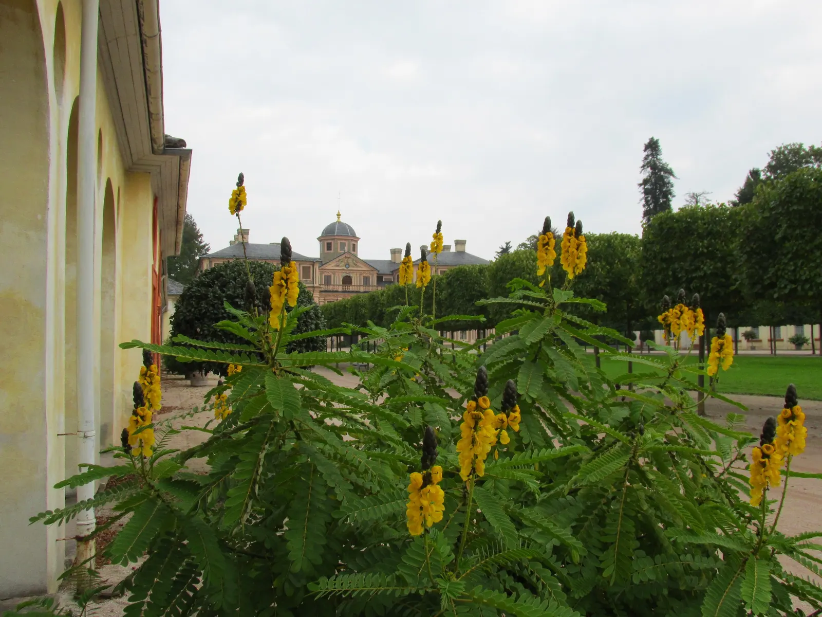 Popcorn Cassia, African Cassia (Senna Didymobotrya) — Its striking appearance, paired with its aromatic qualities, ensures a captivating garden experience