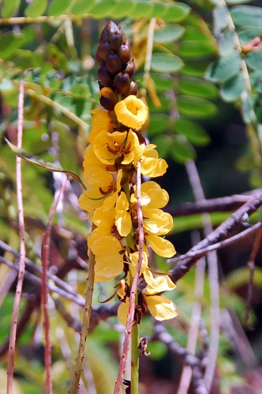 Popcorn Cassia, African Cassia (Senna Didymobotrya) — eye-catching racemes of bright yellow flowers