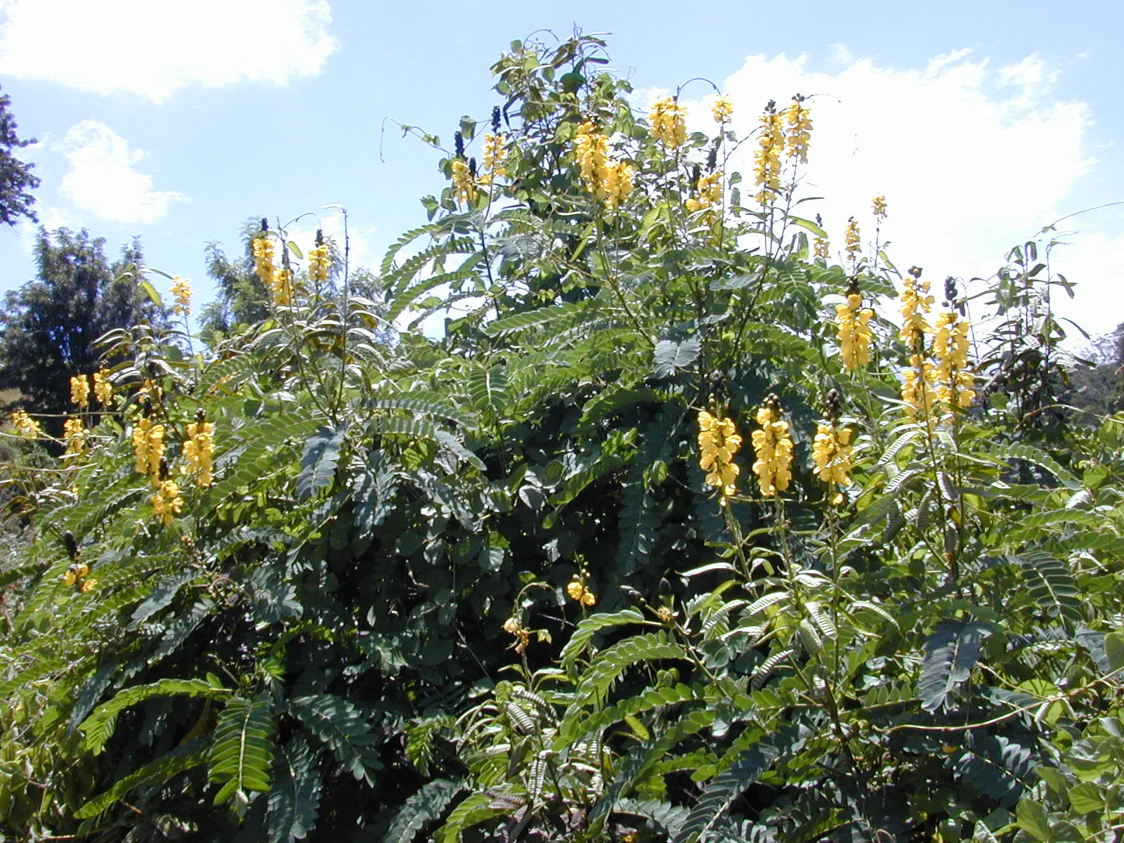 Popcorn Cassia, African Cassia (Senna Didymobotrya) — Title: Popcorn Cassia (Senna didymobotrya)<br><br>The Popcorn Cassia; its striking, image 64