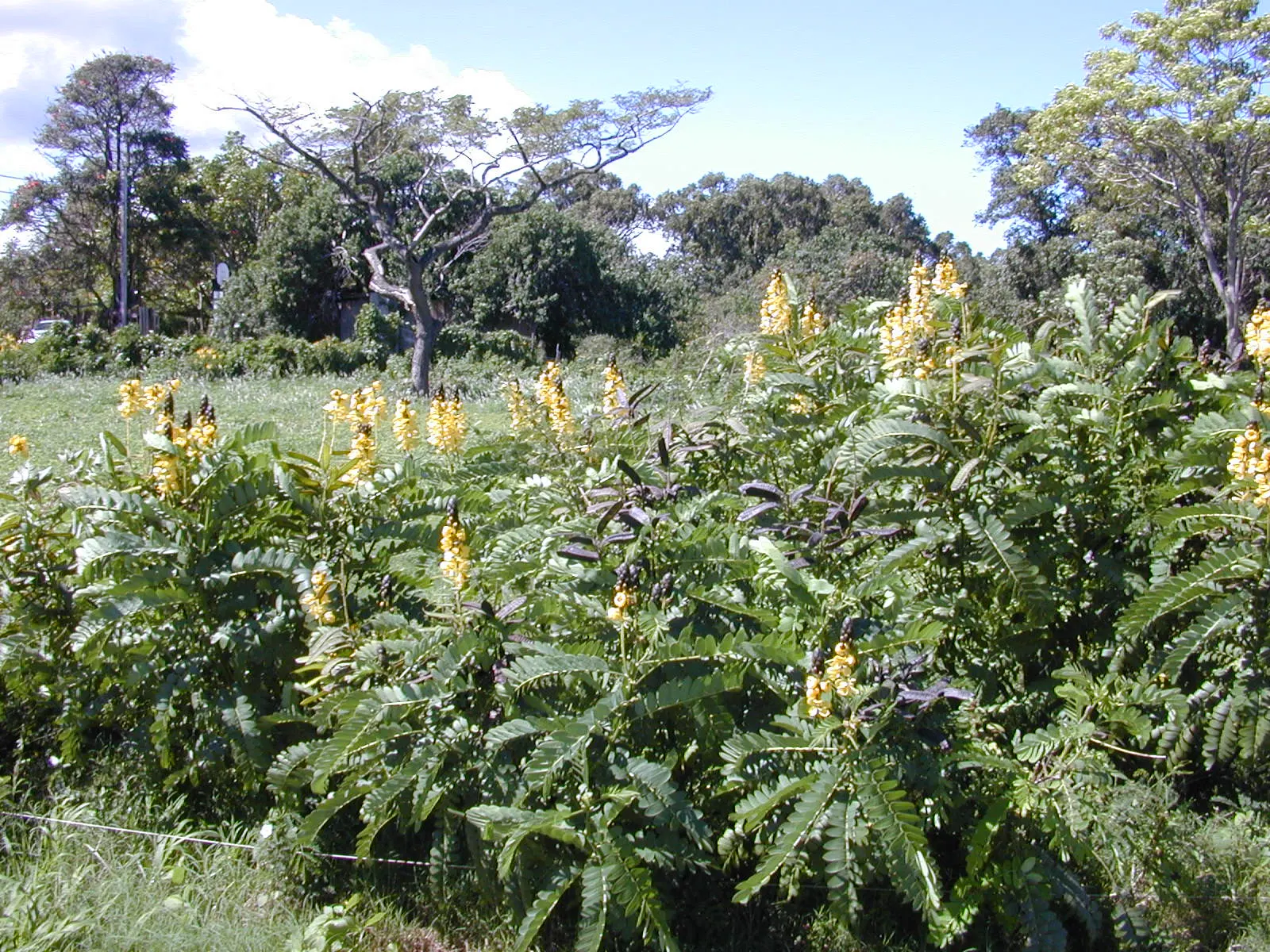 Popcorn Cassia, African Cassia (Senna Didymobotrya) — It is suitable for USDA hardiness zones 9 to 11; this species thrives in full sun to partial, image 75