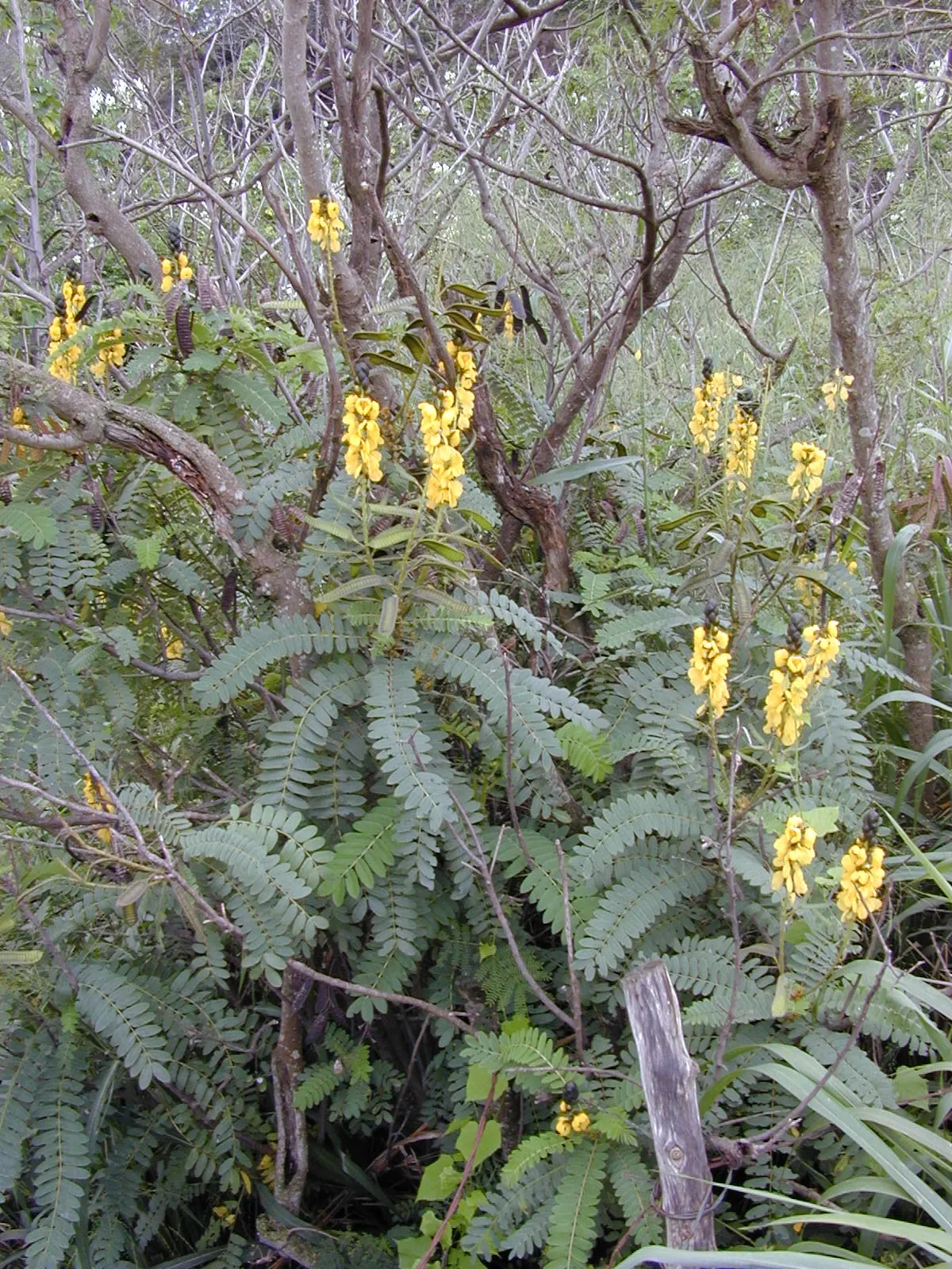 Popcorn Cassia, African Cassia (Senna Didymobotrya) — Due to the presence of compounds in its foliage that can deter pests