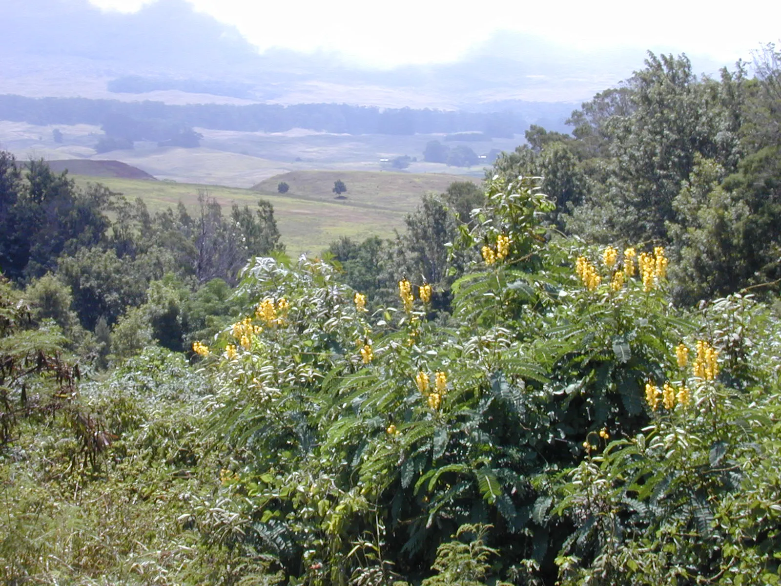 Popcorn Cassia, African Cassia (Senna Didymobotrya) — Its pinnate foliage emits a popcorn-like scent when brushed