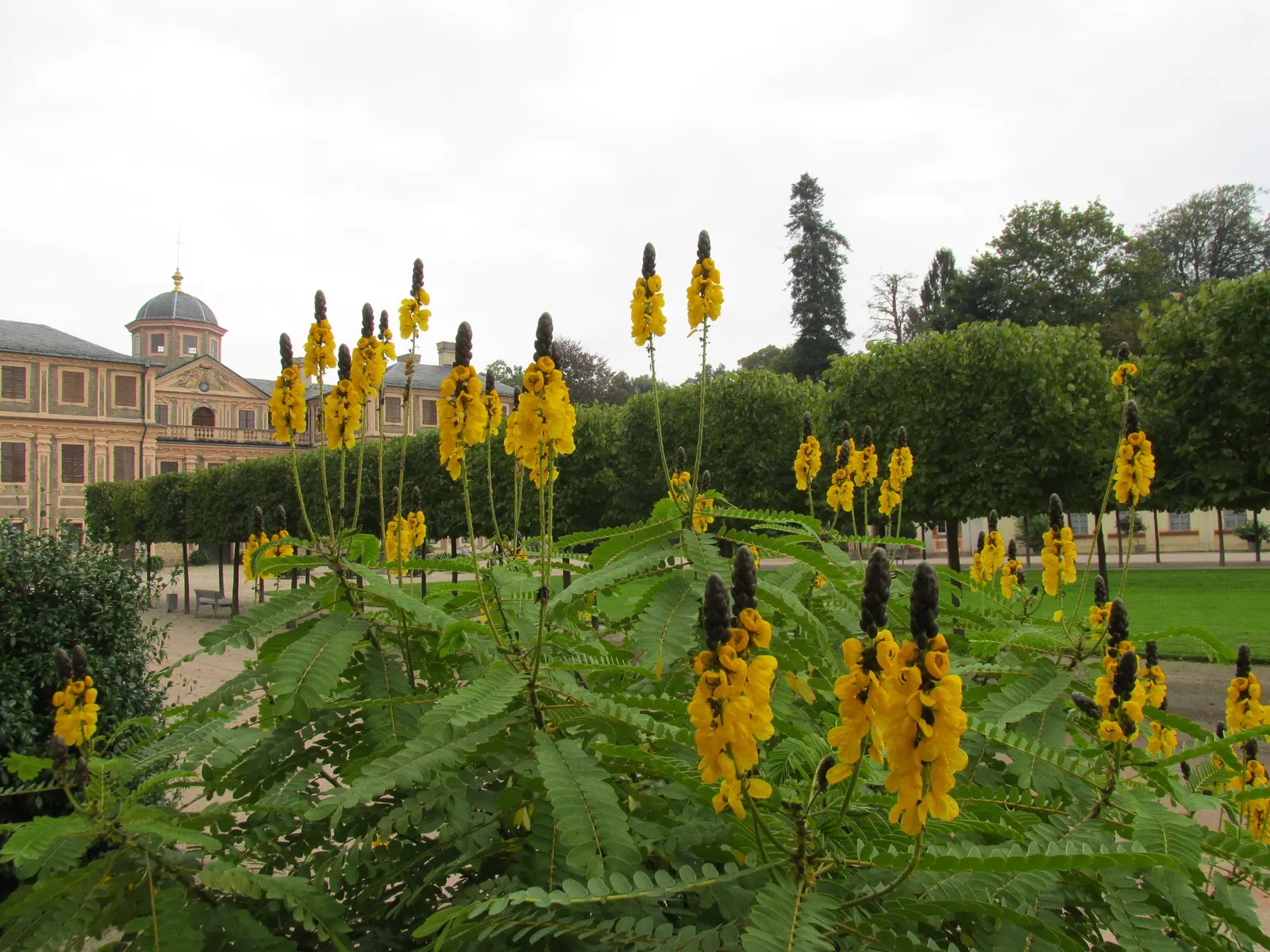 Popcorn Cassia, African Cassia (Senna Didymobotrya) — Its pinnate foliage emits a popcorn-like scent when brushed; this plant is renowned for its pinnate