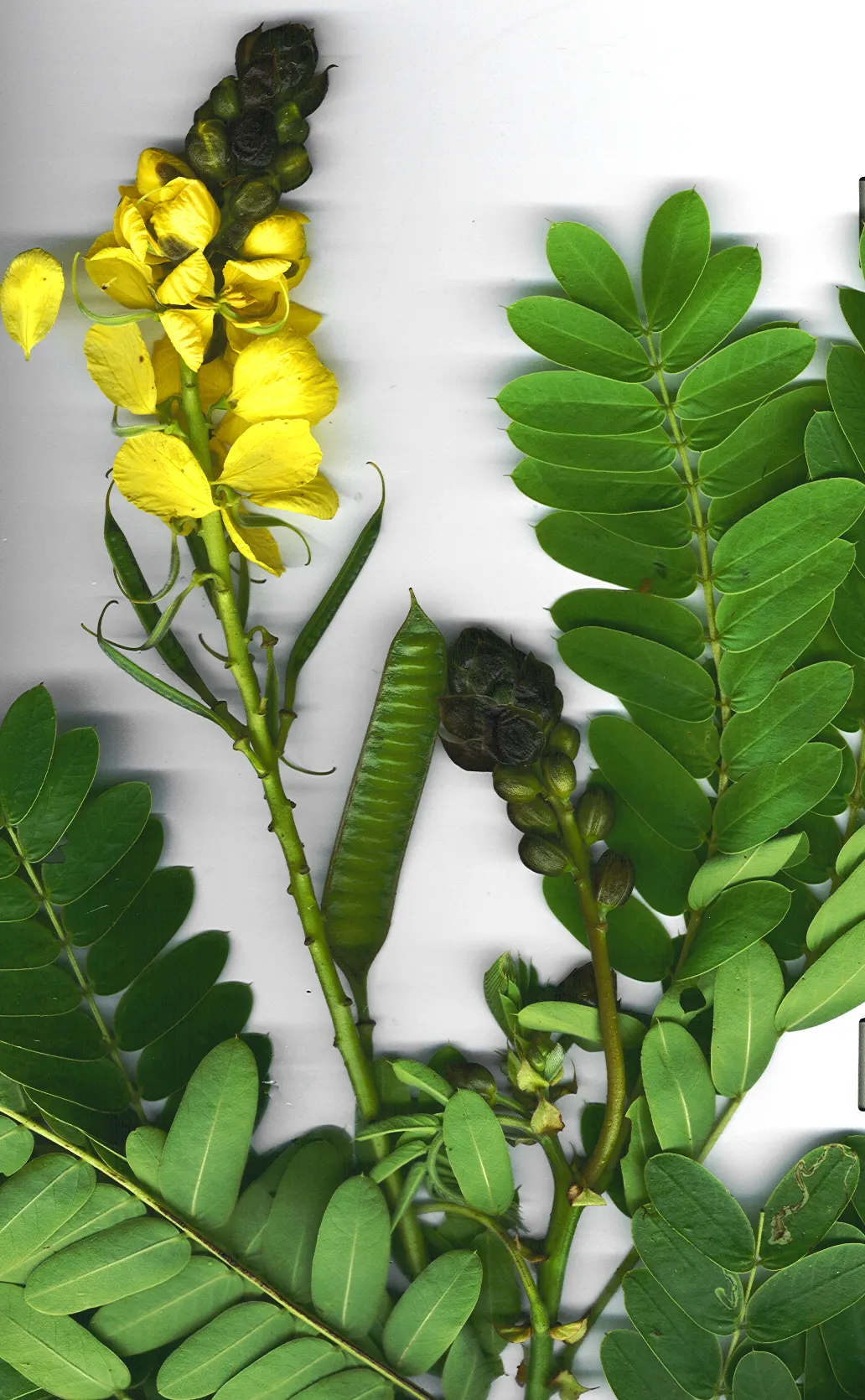 Popcorn Cassia, African Cassia (Senna Didymobotrya) — with a spread of 2 to 3 feet