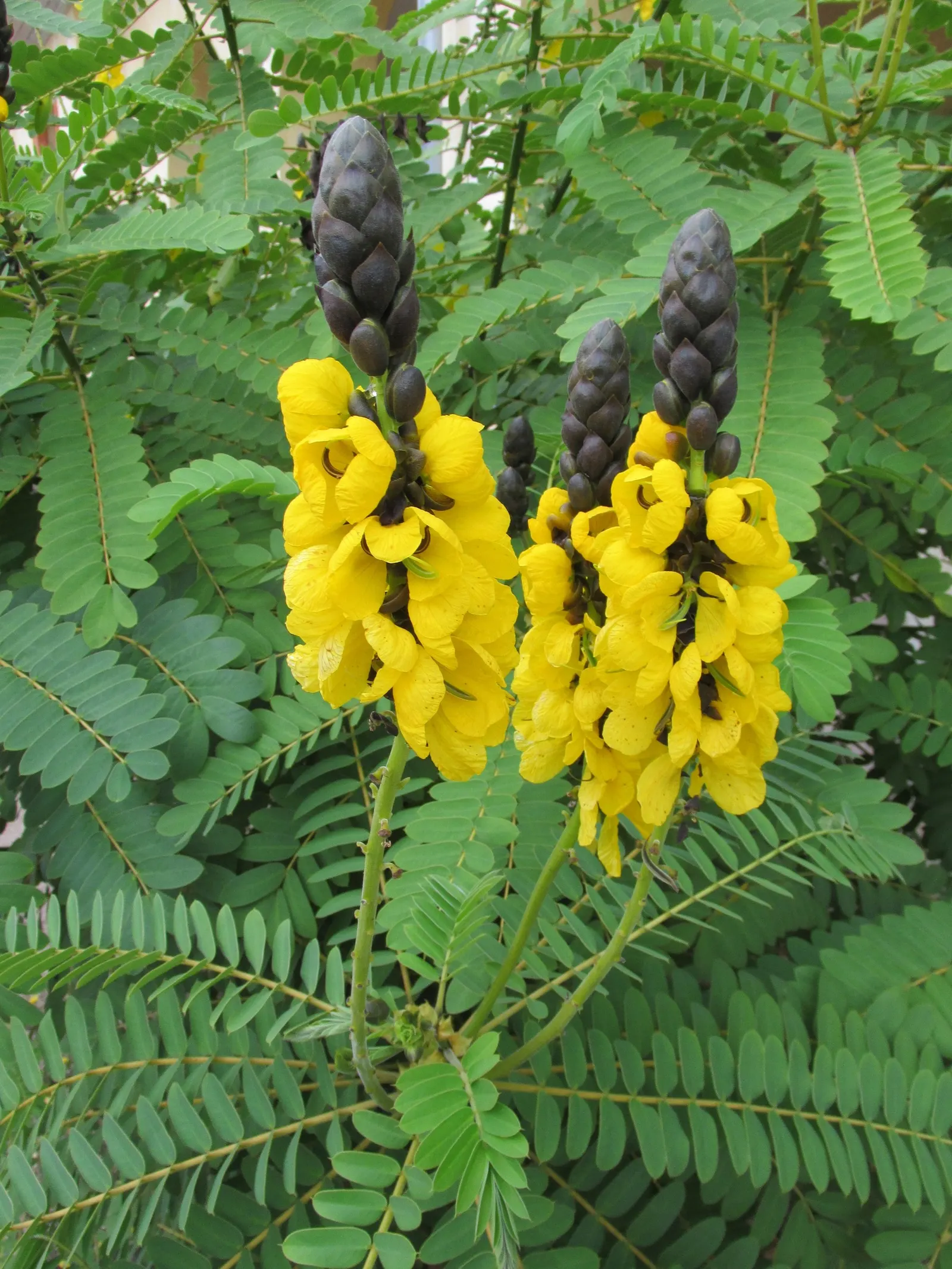 Popcorn Cassia, African Cassia (Senna Didymobotrya) — Each raceme measures approximately 12 to 20 inches in length