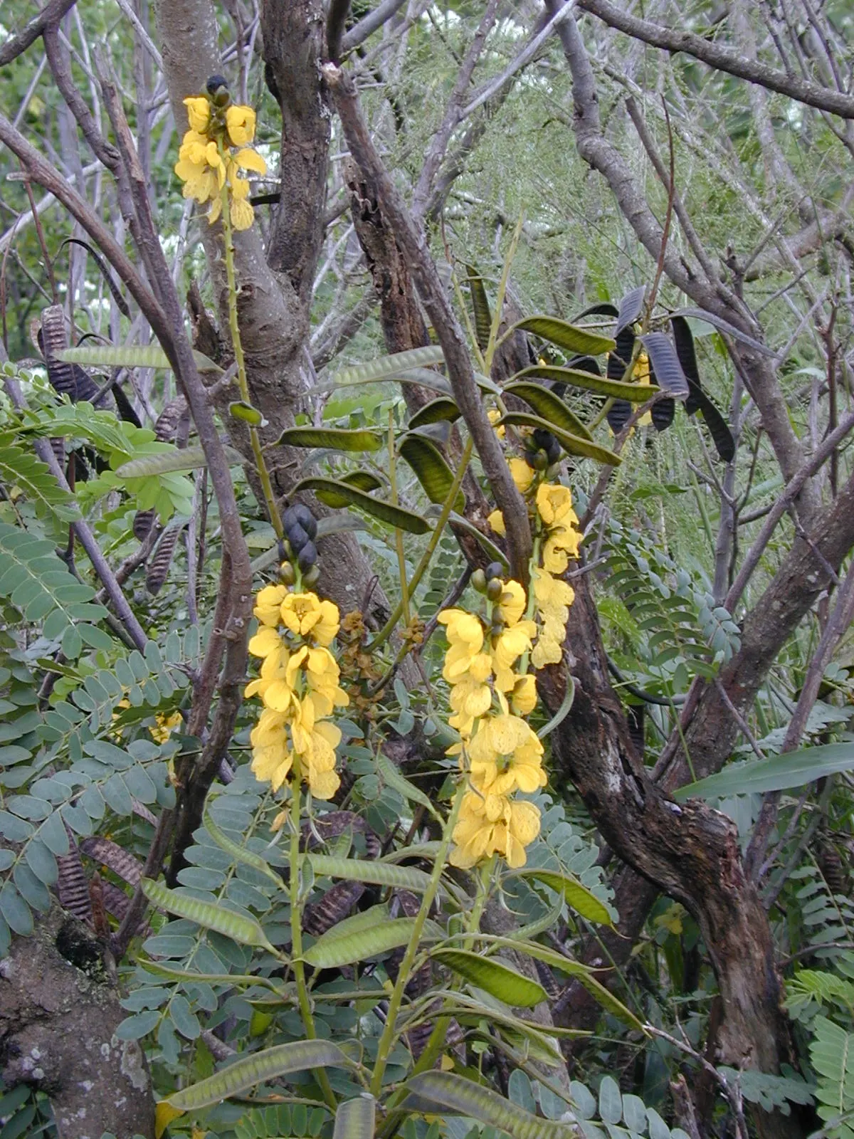 Popcorn Cassia, African Cassia (Senna Didymobotrya) — shrub for full or half