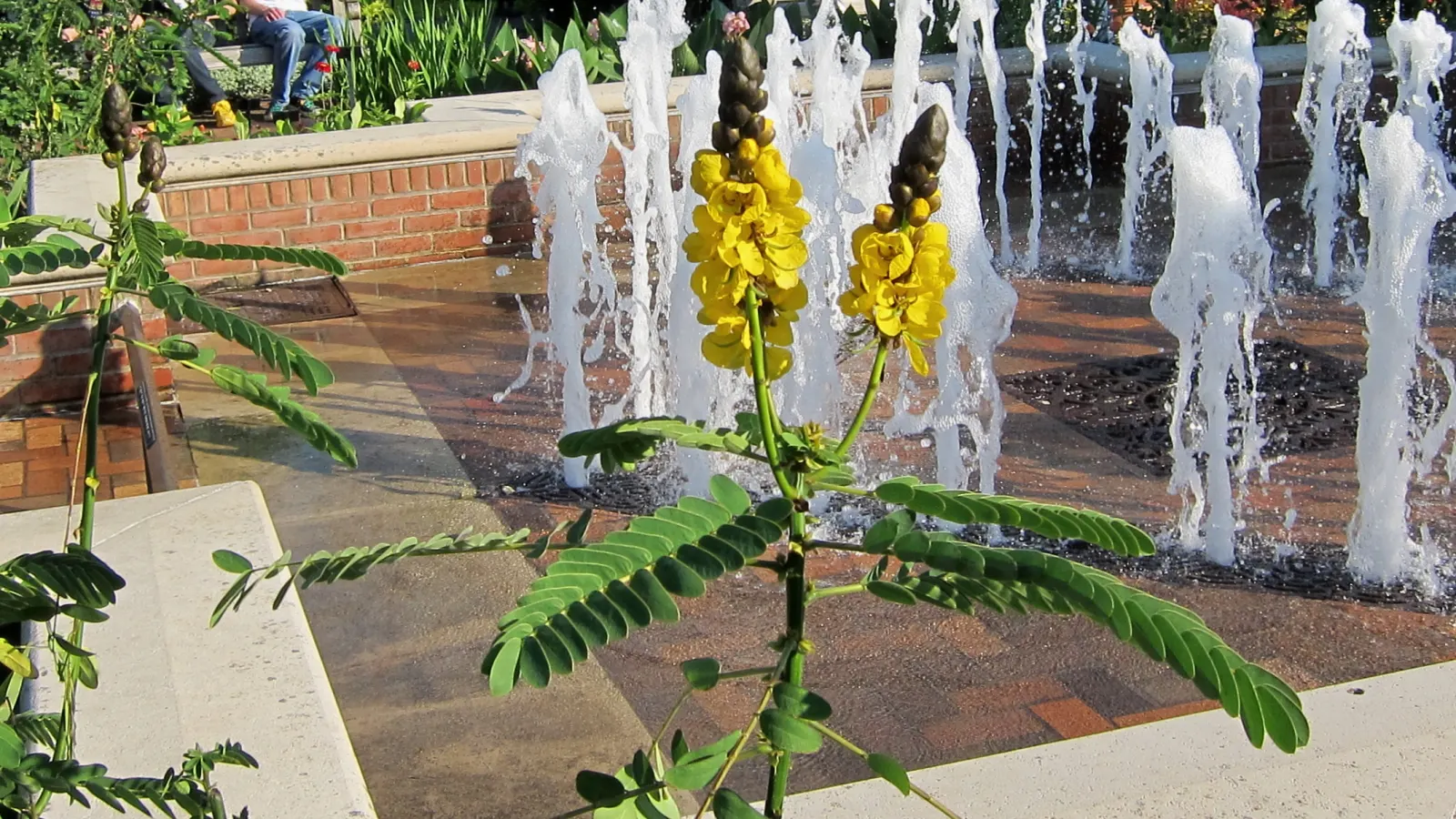 Popcorn Cassia, African Cassia (Senna Didymobotrya) — eye-catching racemes of bright yellow flowers; its striking appearance, paired with its aromatic