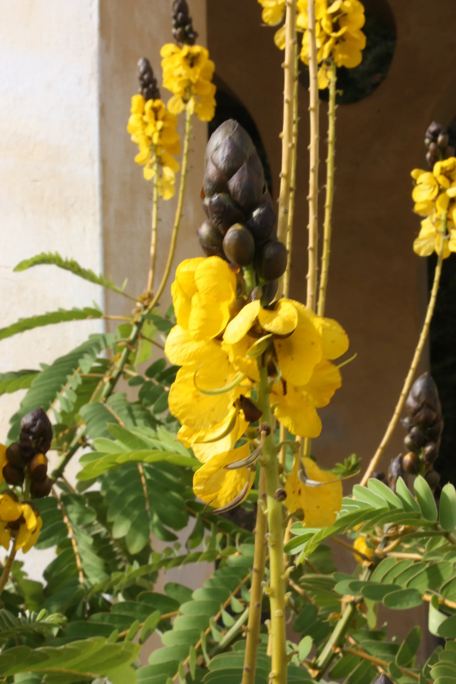 Popcorn Cassia, African Cassia (Senna Didymobotrya) — butterfly-attracting flowers in summer to fall; its striking appearance, paired with its aromatic