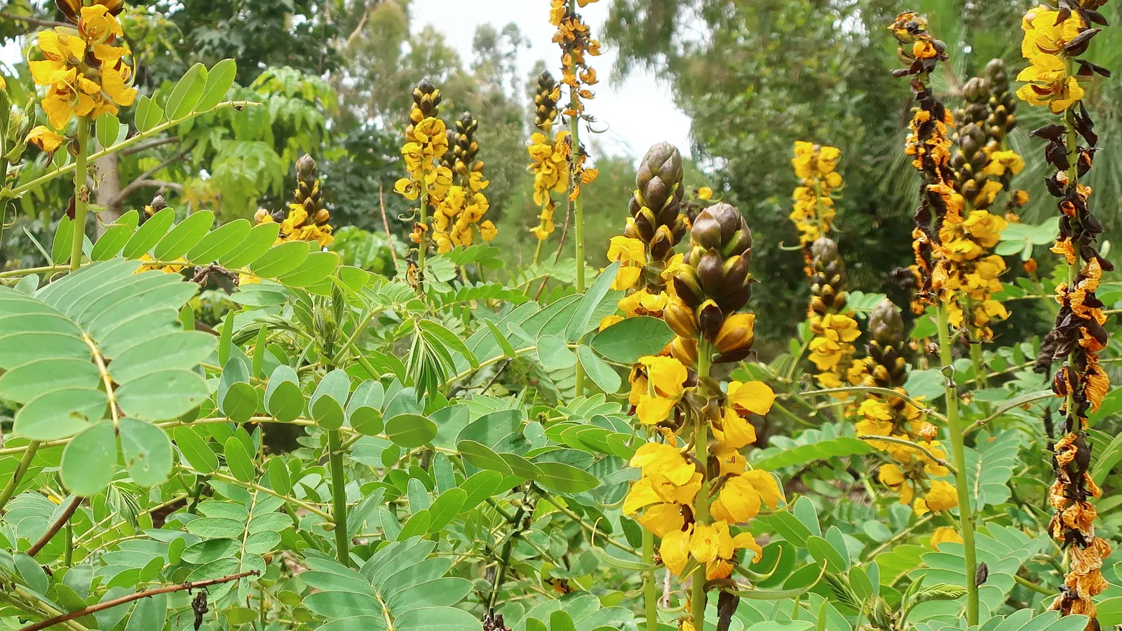 Popcorn Cassia, African Cassia (Senna Didymobotrya) — Prune regularly to maintain shape; this species thrives in full sun to partial shade and, image 63