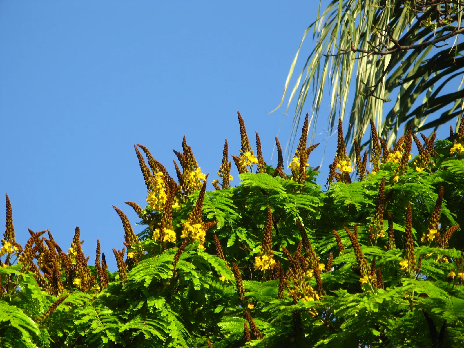 Popcorn Cassia, African Cassia (Senna Didymobotrya) — demonstrating moderate drought tolerance once established.<br><br>Moreover; its striking, image 76