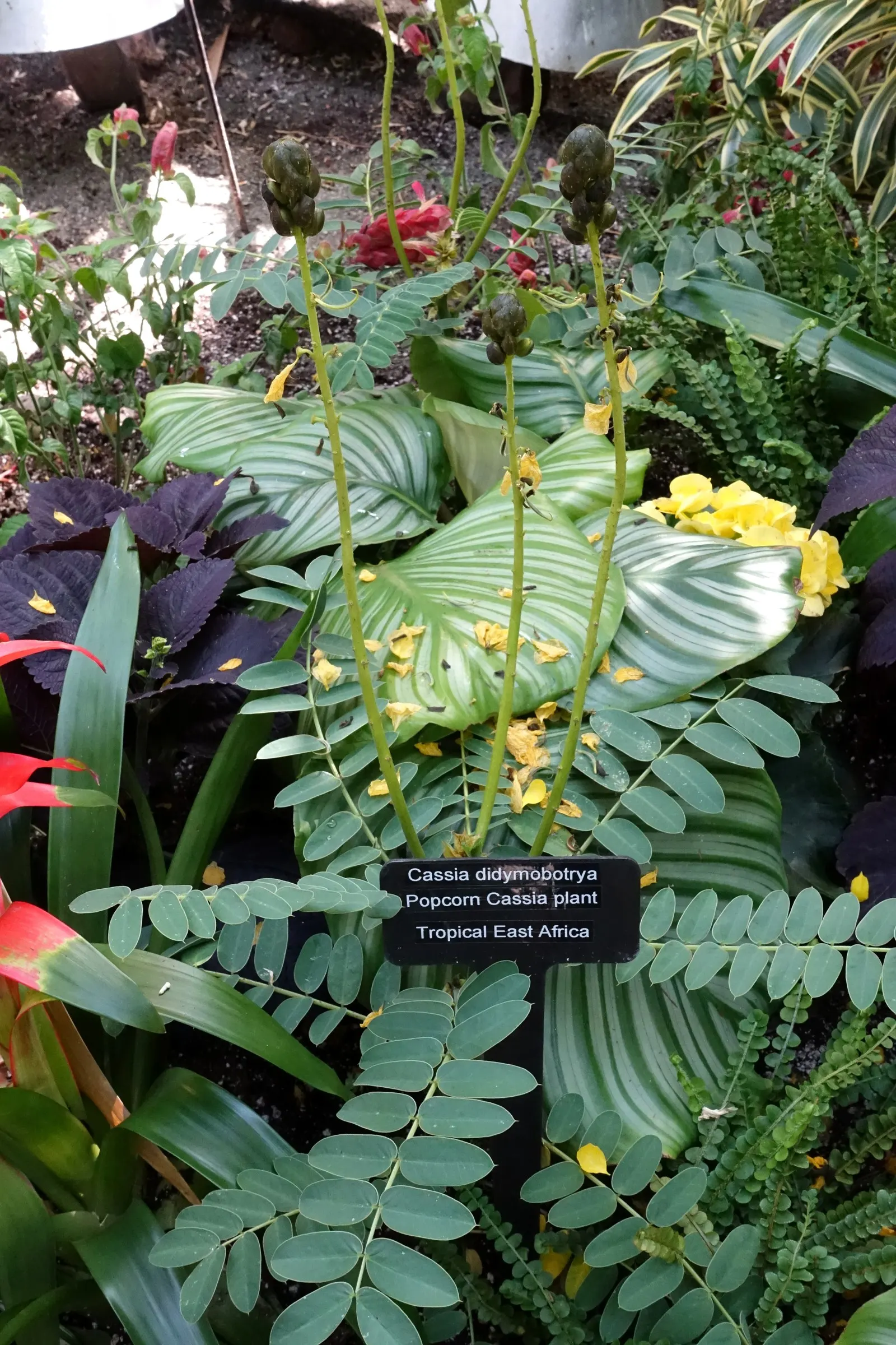 Popcorn Cassia, African Cassia (Senna Didymobotrya) — is a vibrant perennial shrub reaching up to 6-10 feet tall and spreading 3-5 feet wide, image 57