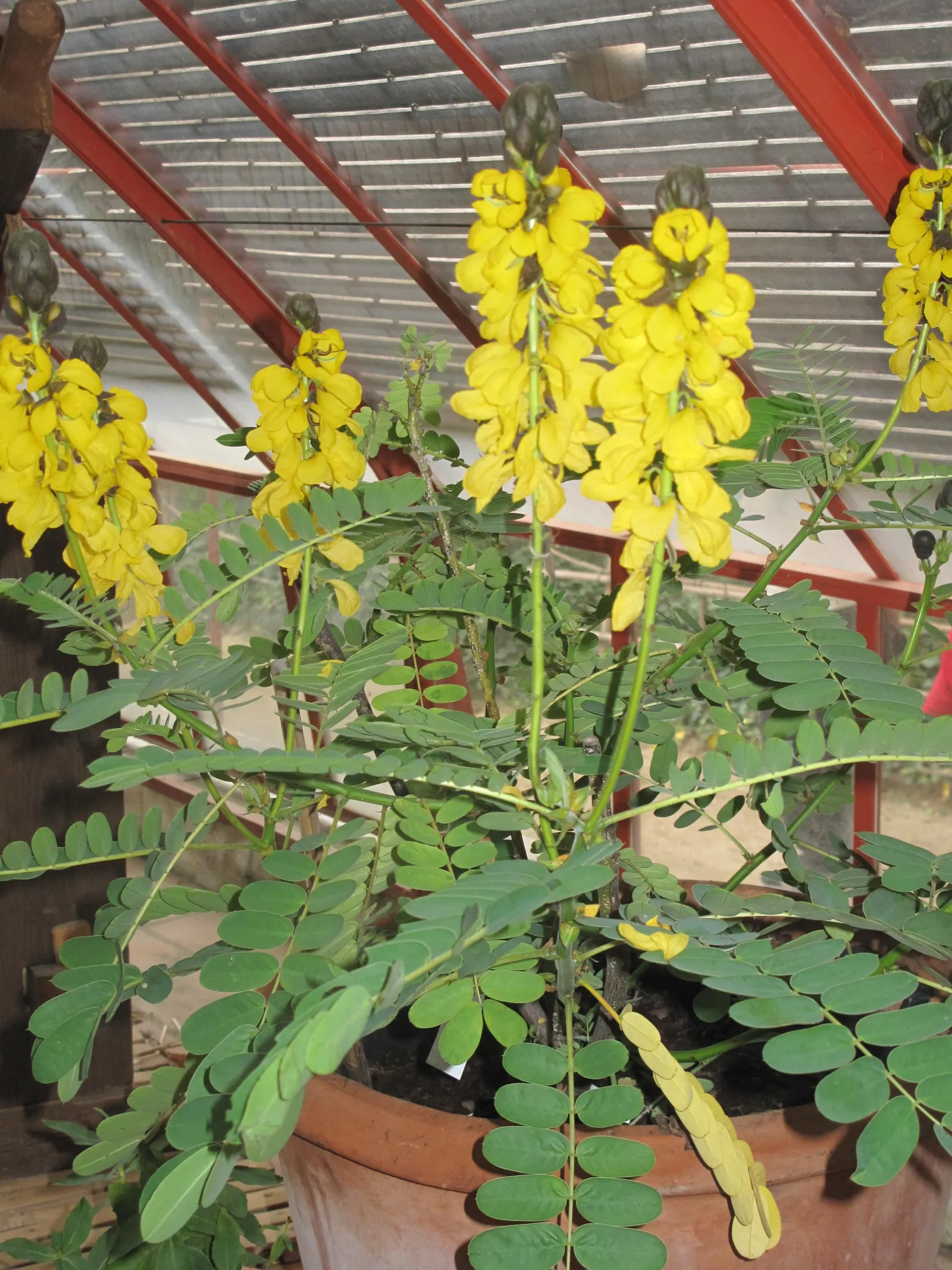 Popcorn Cassia, African Cassia (Senna Didymobotrya) — is a vibrant herbaceous perennial that brings a unique sensory experience to any landscape, image 66