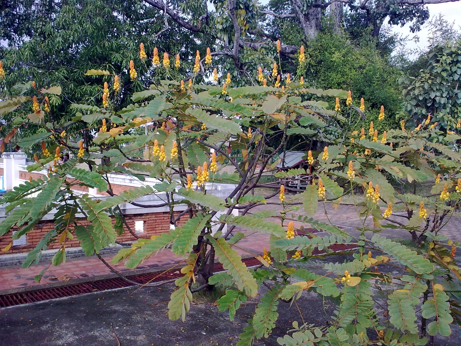 Popcorn Cassia, African Cassia (Senna Didymobotrya) — Each raceme measures approximately 12 to 20 inches in length; butterfly-attracting flowers in, image 69