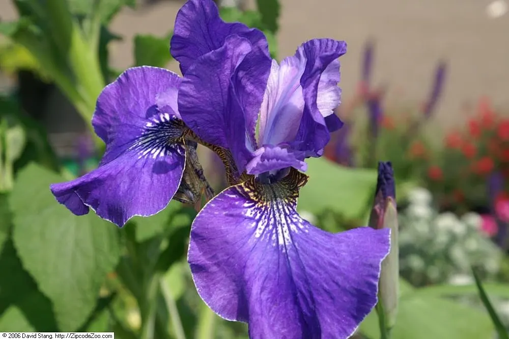 Silver Edge Siberian Iris (Iris Sibirica 'Silver Edge') — The Iris sibirica 'Silver Edge' is a hardy perennial featuring striking