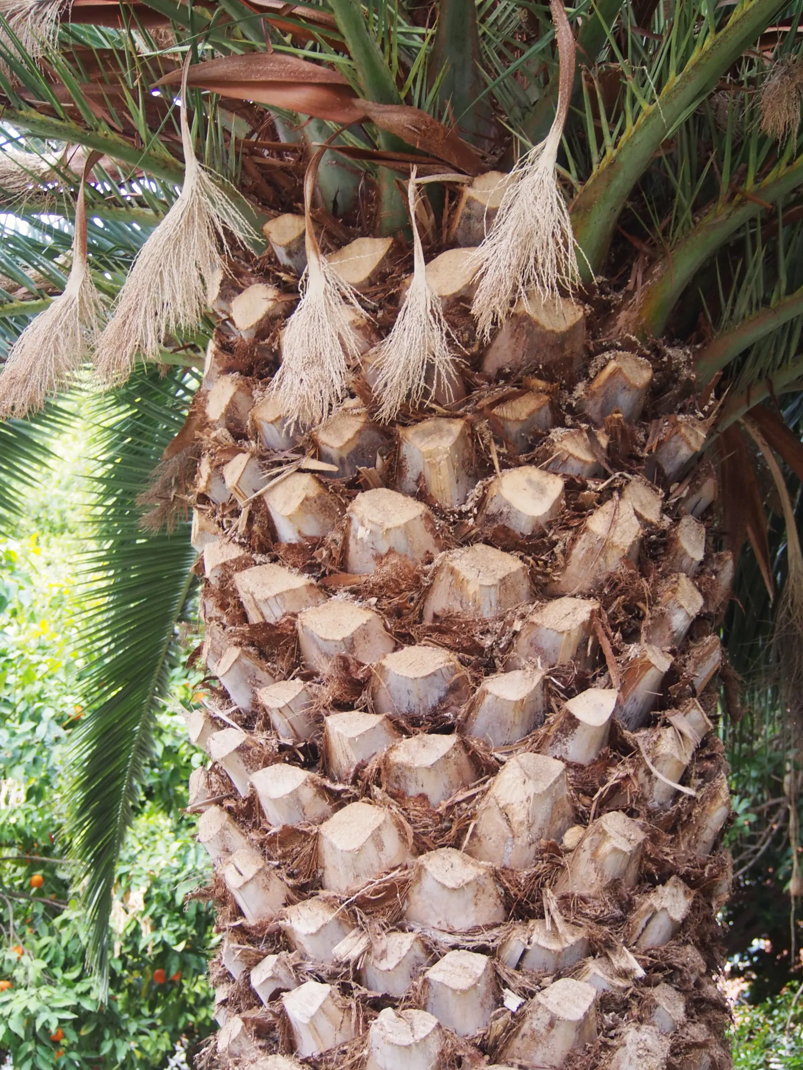Canary Island Date Palm (Phoenix Canariensis) — often measuring 3 to 4 feet in diameter; palm for full or half