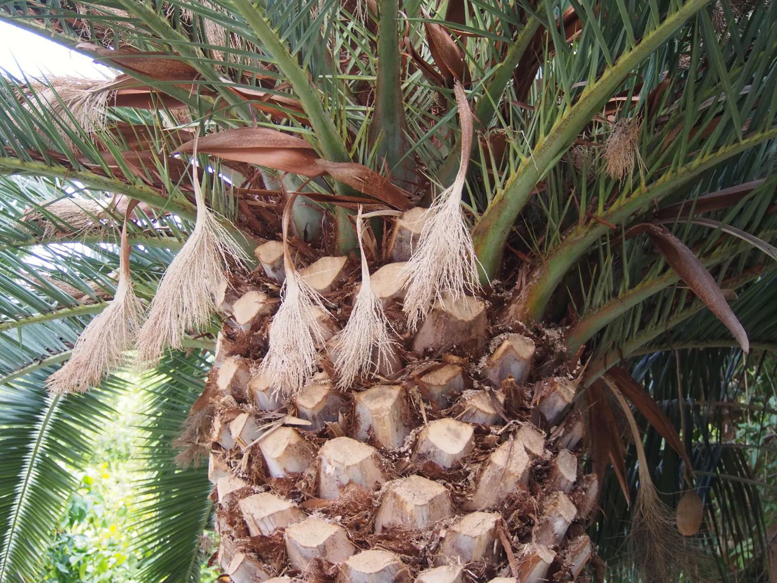 Canary Island Date Palm (Phoenix Canariensis) — scientifically known as Phoenix canariensis