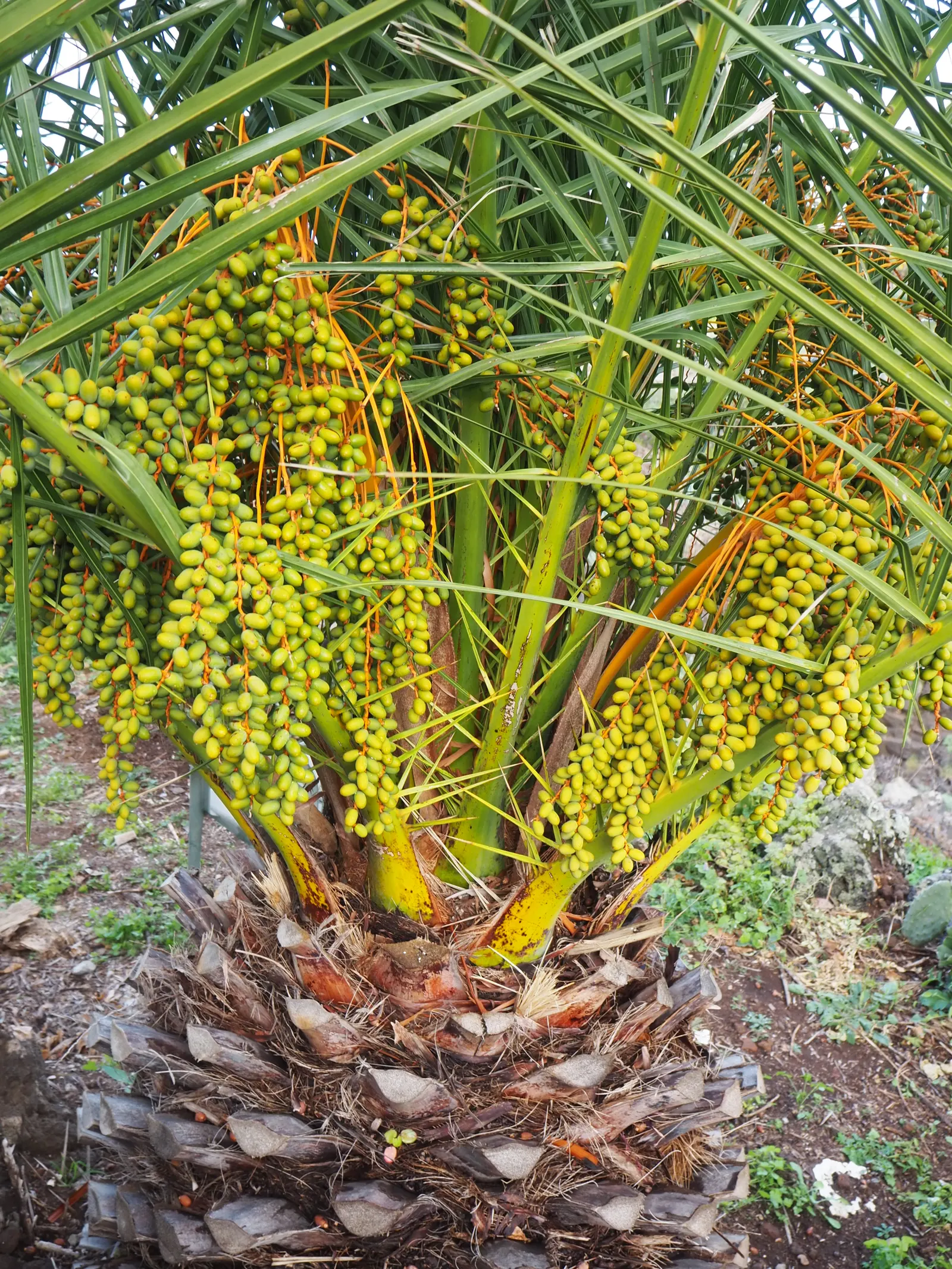 Canary Island Date Palm (Phoenix Canariensis) — contributing to the palm's regal appearance