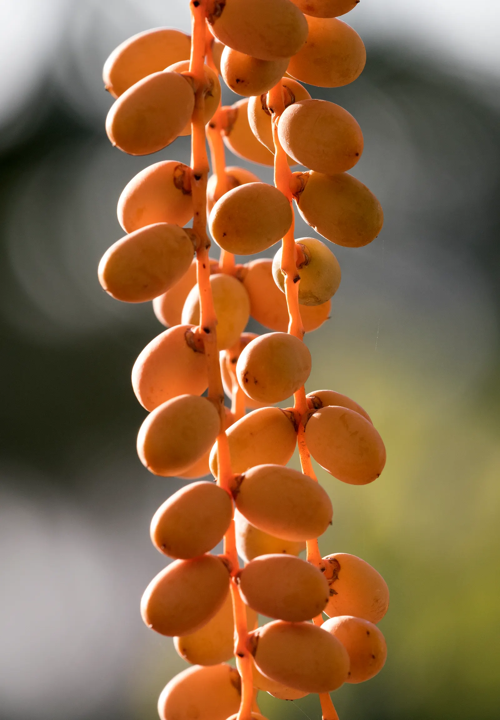 Canary Island Date Palm (Phoenix Canariensis) — though they are ornamental rather than edible.<br><br>Suitable for USDA Hardiness Zones 9 to 11