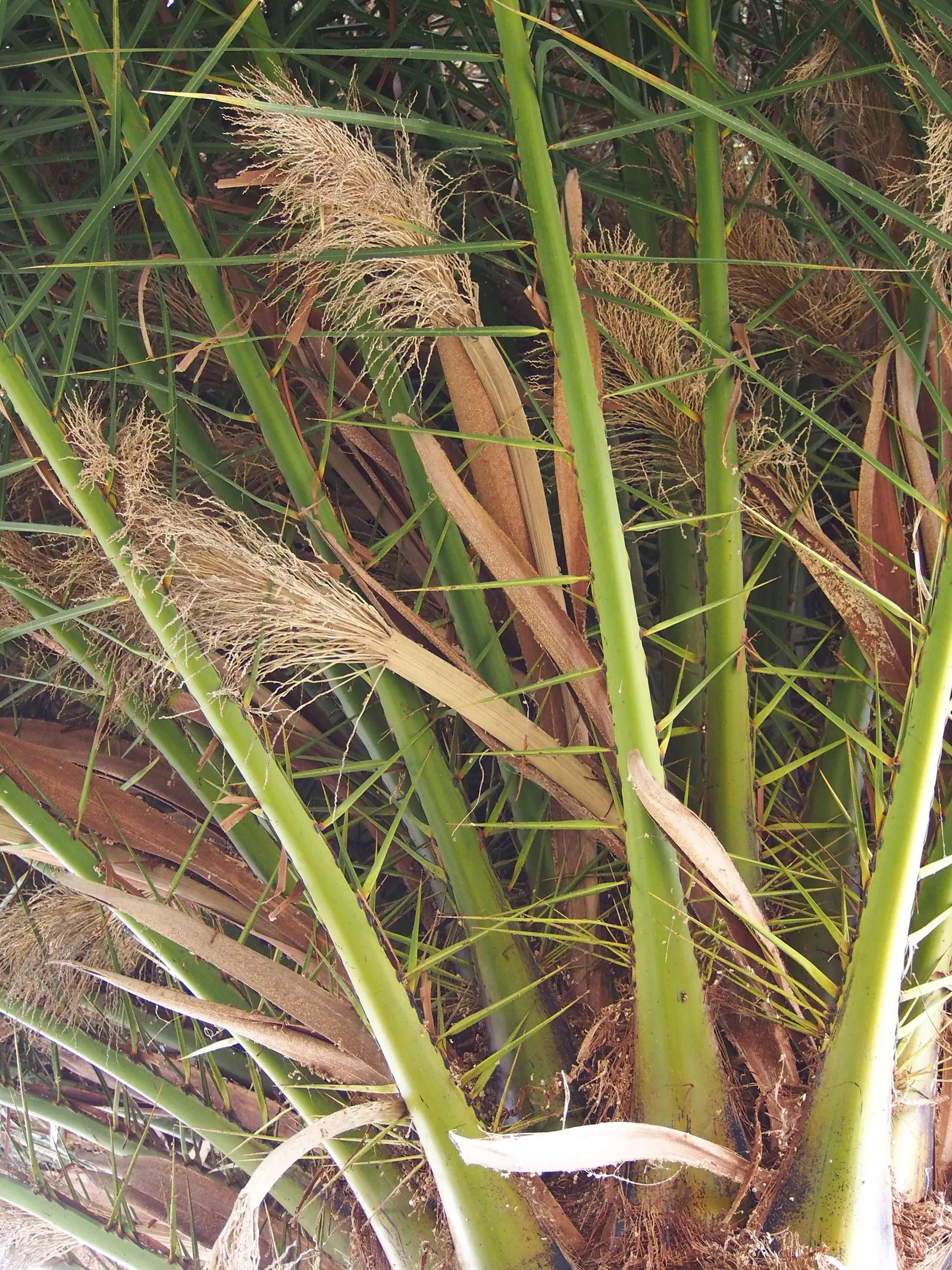 Canary Island Date Palm (Phoenix Canariensis) — It requires full sun and well-draining soil to thrive; the fronds are deep green and emanate from a pronounced