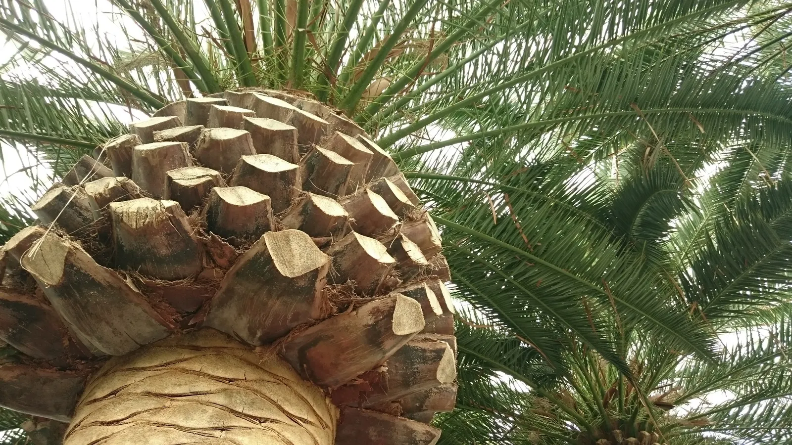 Canary Island Date Palm (Phoenix Canariensis) — the Canary Island Date Palm is drought tolerant once established