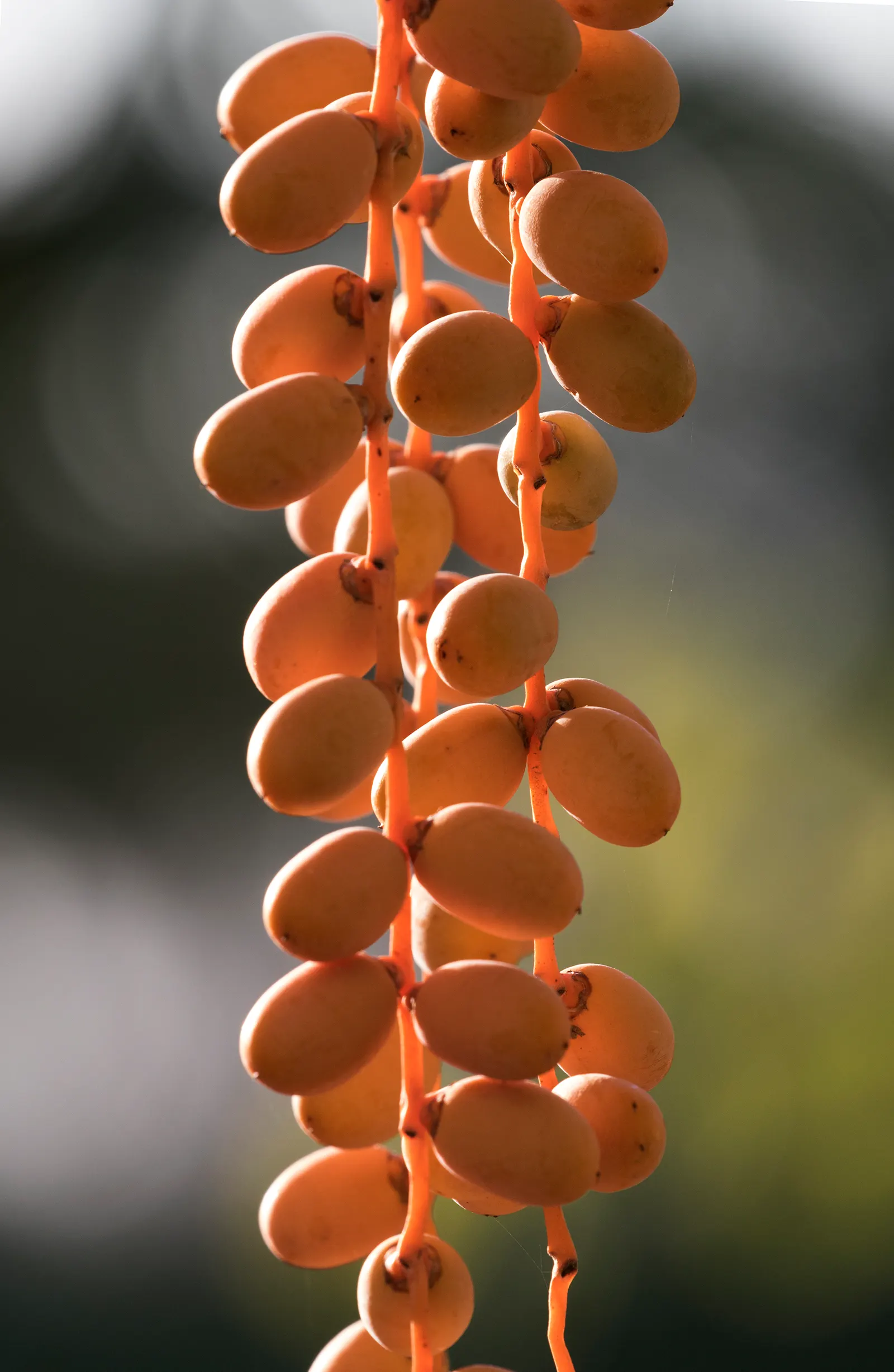 Canary Island Date Palm (Phoenix Canariensis) — Growth rate is slow, ensuring a long-lasting, dramatic presence in any garden setting