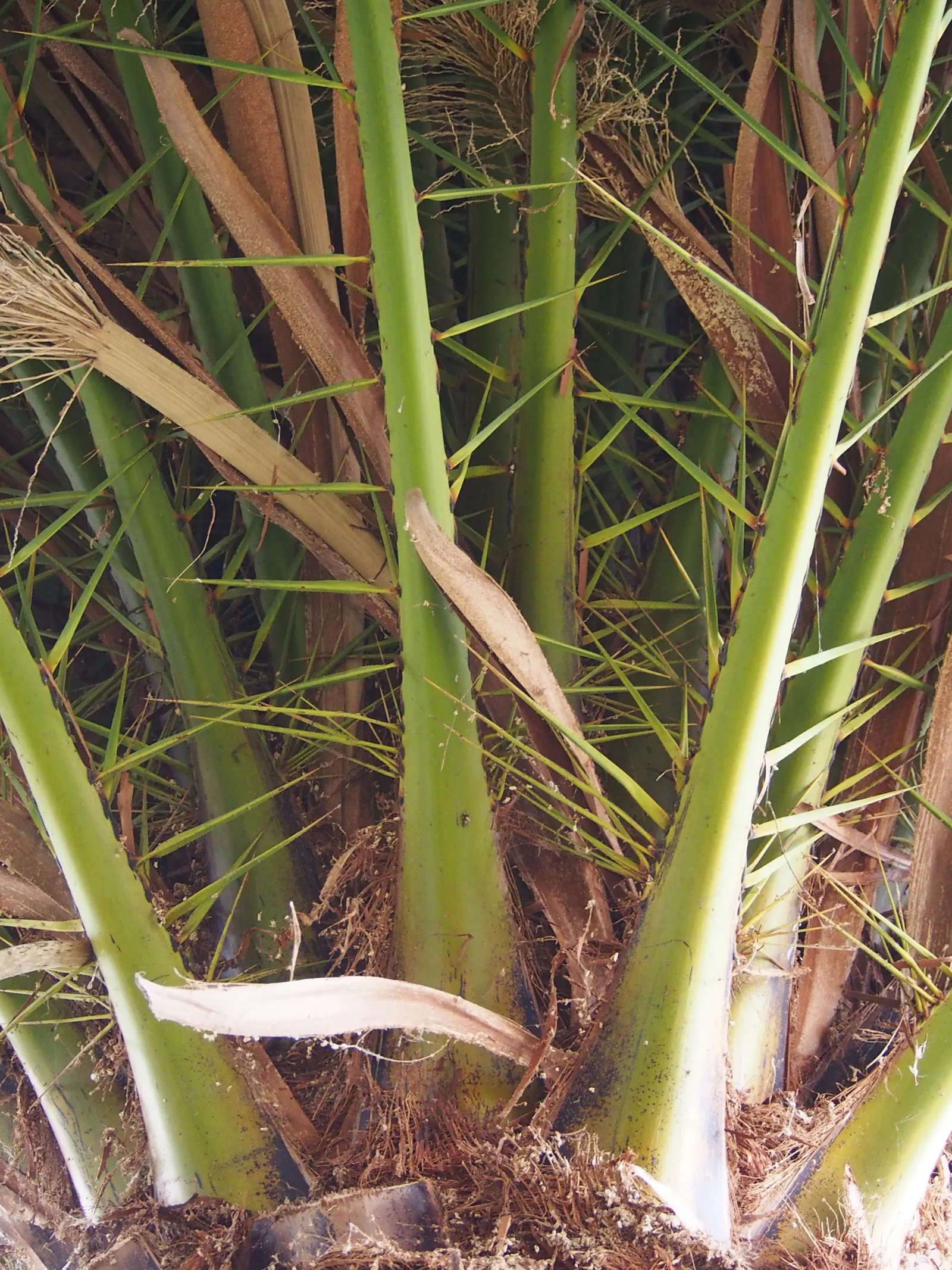 Canary Island Date Palm (Phoenix Canariensis) — this durable palm will become a long-lived centerpiece in any garden; creating a striking silhouette with its