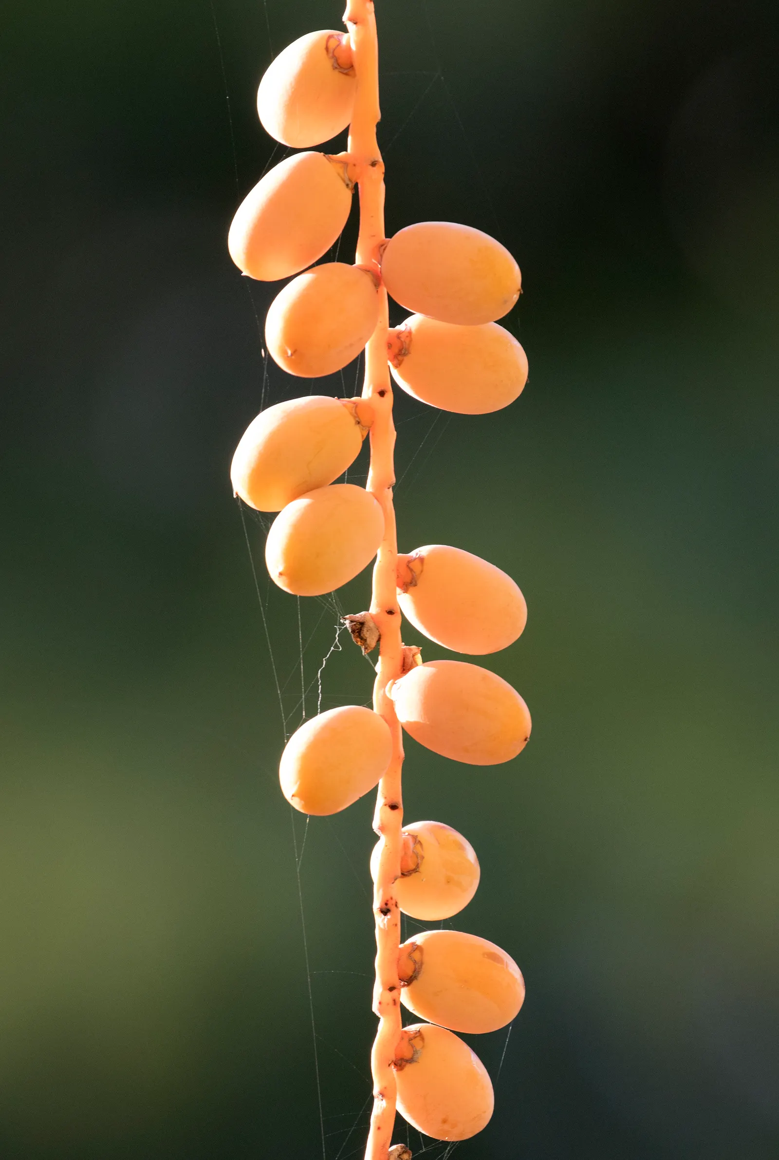 Canary Island Date Palm (Phoenix Canariensis) — giving it an ornamental appeal.<br><br>This palm's canopy is comprised of dense, image 41