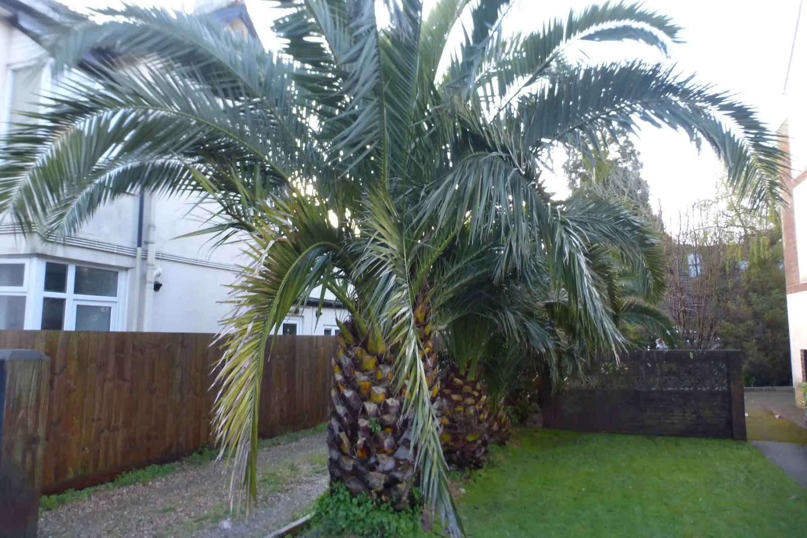Canary Island Date Palm (Phoenix Canariensis) — palm for full or half