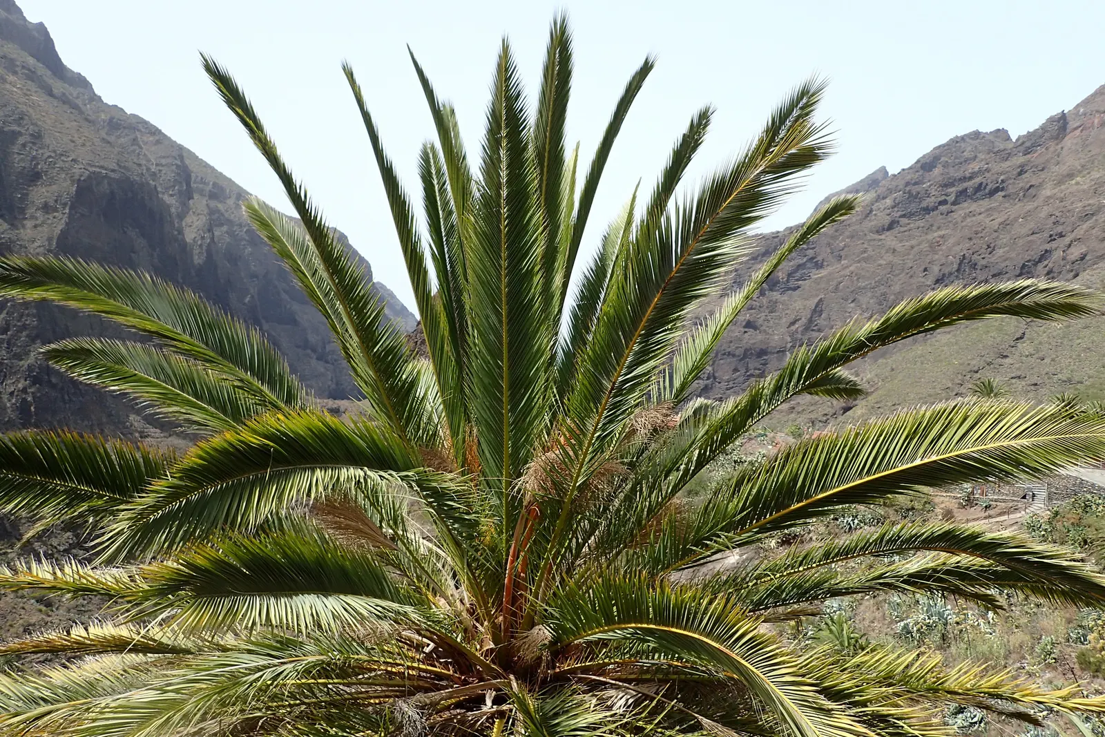 Canary Island Date Palm (Phoenix Canariensis) — and displays a distinctive pattern from old leaf scars; scientifically known as Phoenix canariensis