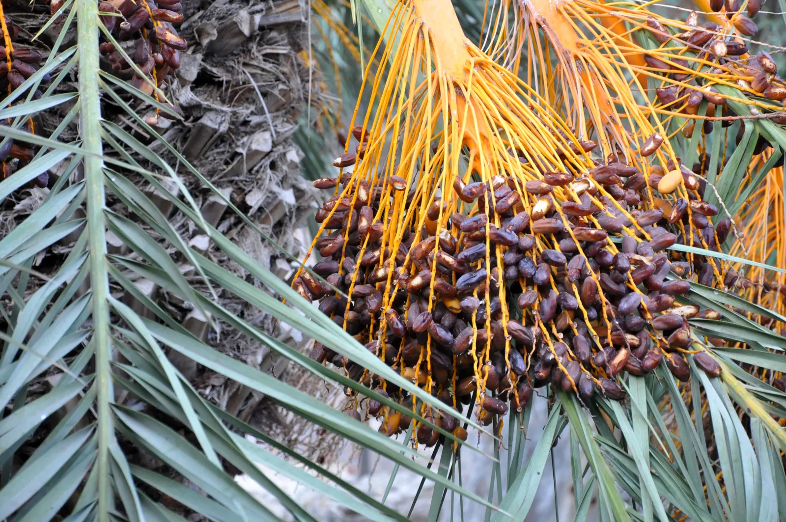 Canary Island Date Palm (Phoenix Canariensis) — is an impressive and stately palm that adds a touch of tropical elegance to any landscape; capable of bringing