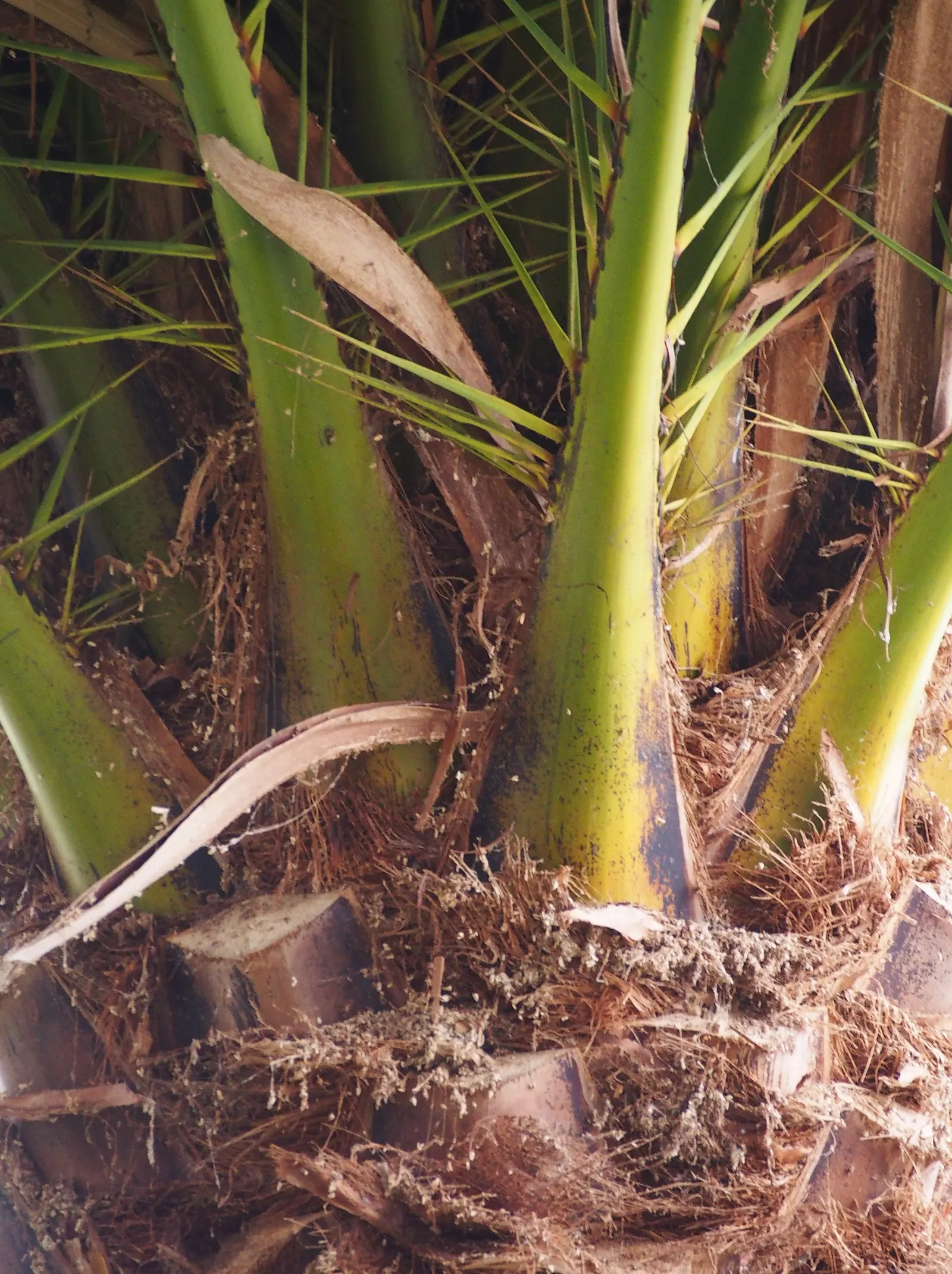 Canary Island Date Palm (Phoenix Canariensis) — the Canary Island Date Palm can reach heights of 40 to 60 feet with a spread of 20 to 25 feet at, image 36