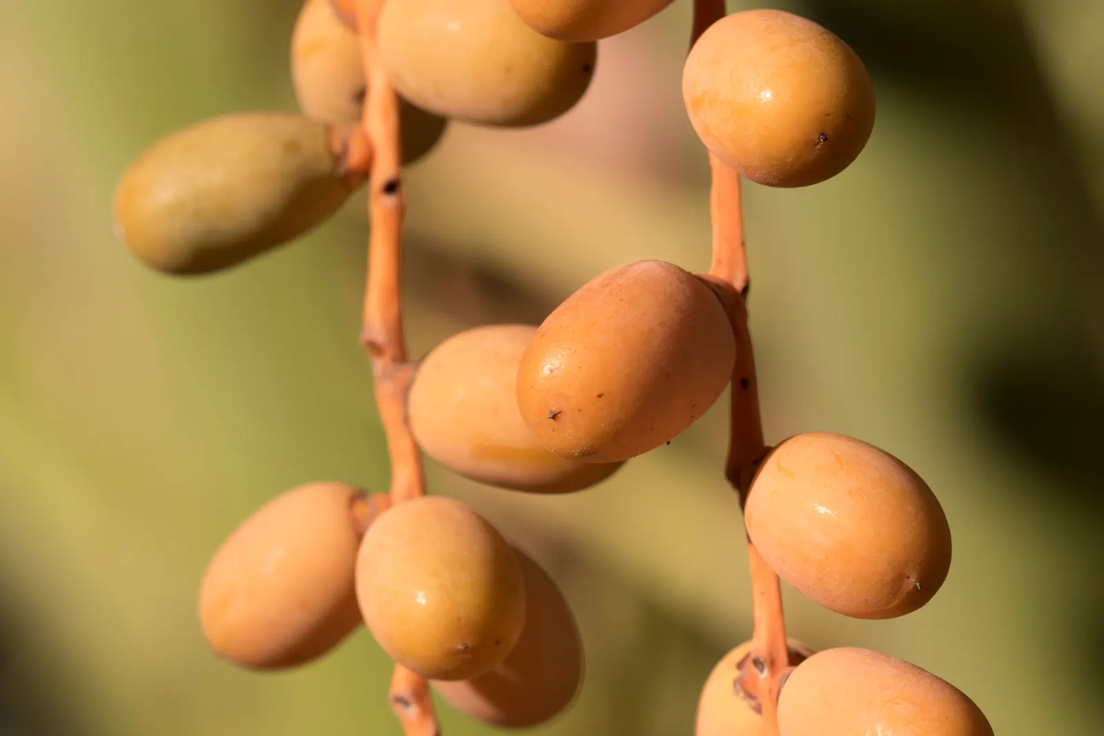 Canary Island Date Palm (Phoenix Canariensis) — palm for full or half; be mindful of its mature size