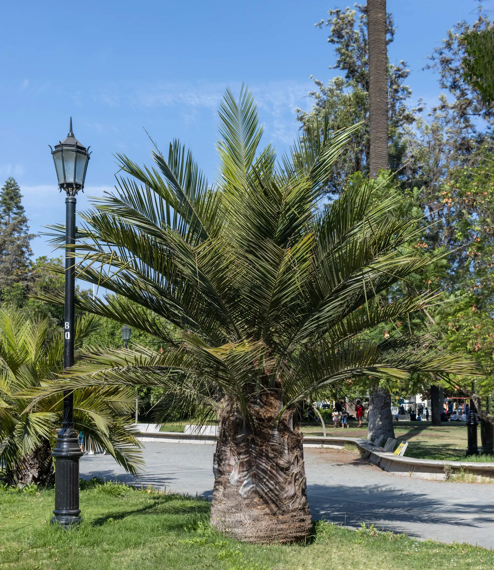 Canary Island Date Palm (Phoenix Canariensis) — stately palm with a robust trunk reaching up to 60 feet tall and 40 inches in diameter
