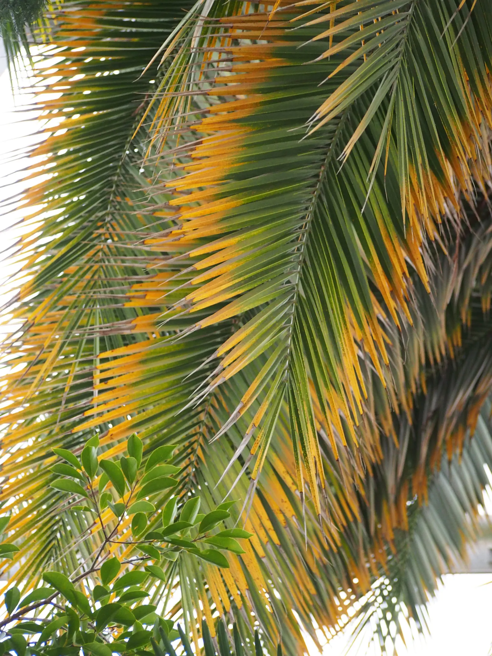 Canary Island Date Palm (Phoenix Canariensis) — It requires full sun and well-draining soil to thrive