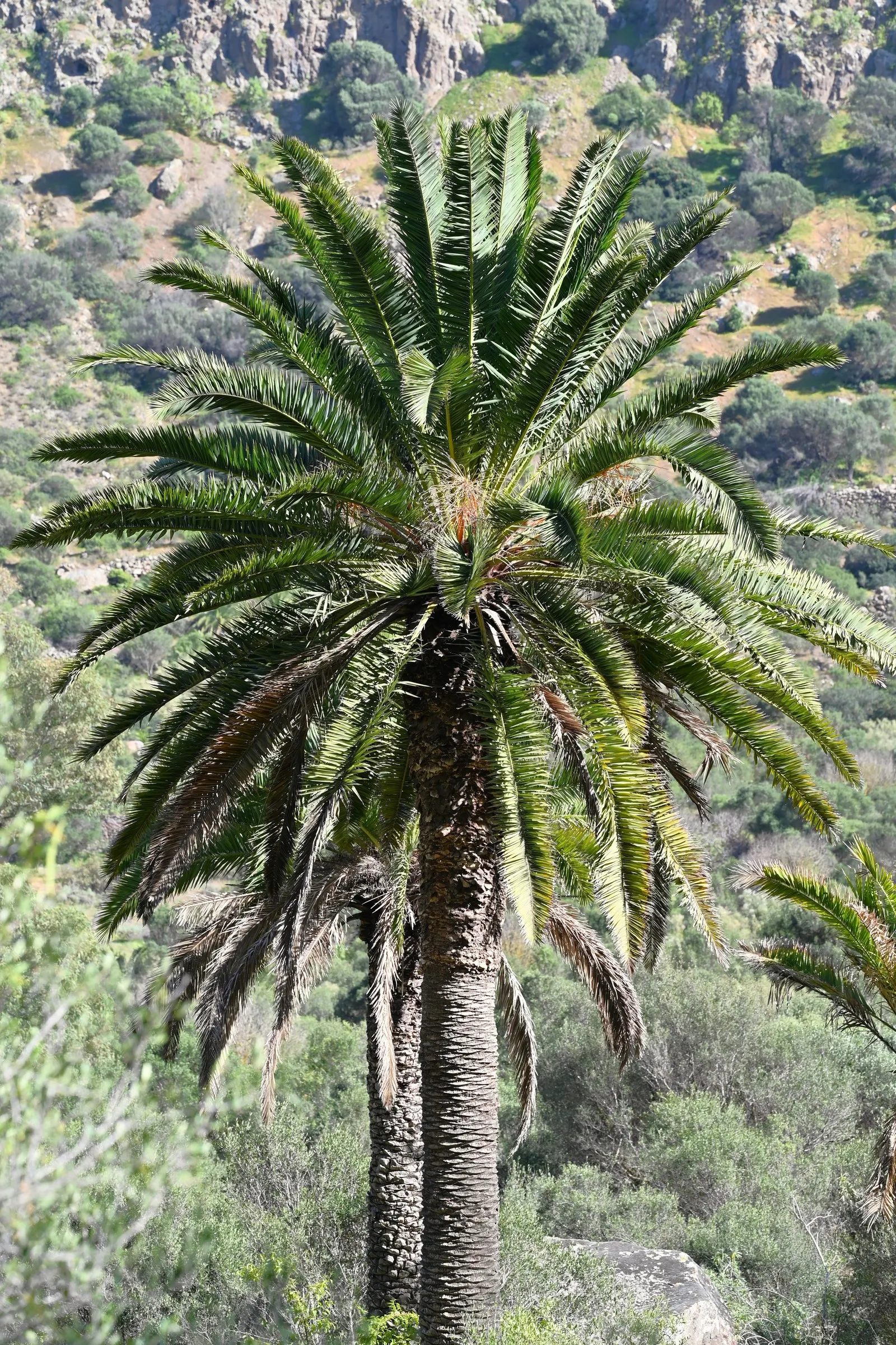 Canary Island Date Palm (Phoenix Canariensis) — commonly known as the Canary Island Date Palm; this majestic palm adds a tropical elegance to, image 55
