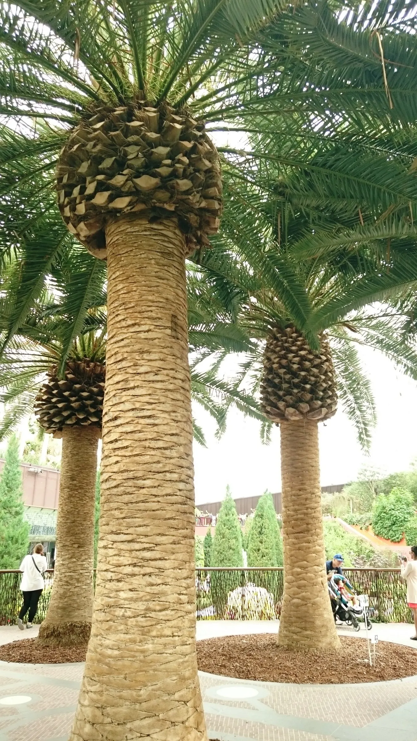 Canary Island Date Palm (Phoenix Canariensis) — Its lush, dense crown of long, arching fronds spans approximately 40 feet wide; orange fruits if the tree is a