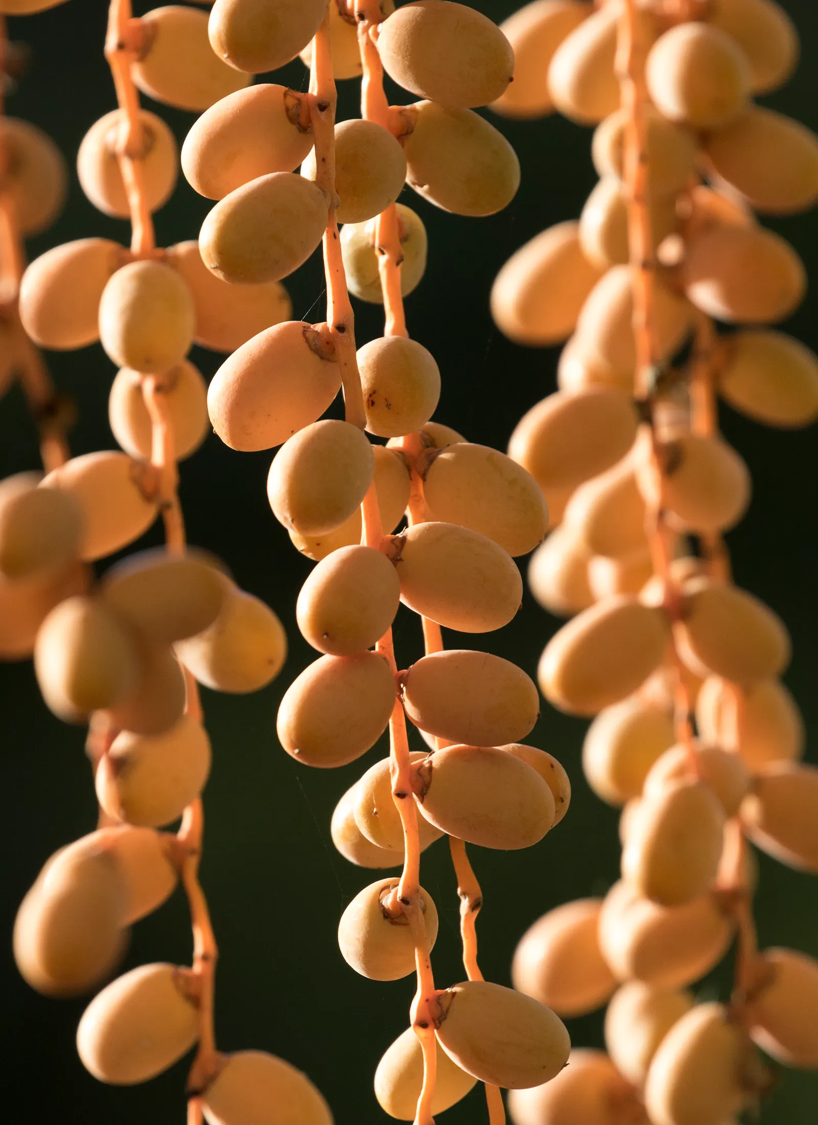 Canary Island Date Palm (Phoenix Canariensis) — The trunk is notably thick