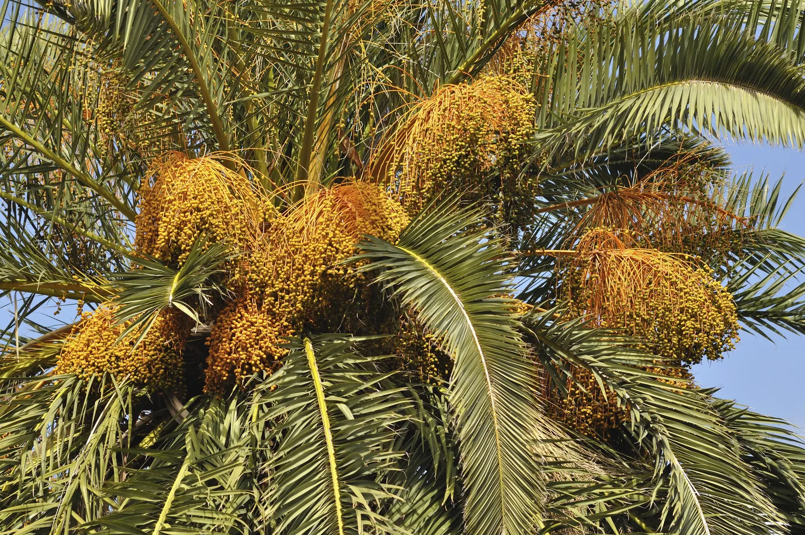 Canary Island Date Palm (Phoenix Canariensis) — orange fruits if the tree is a female and conditions are right