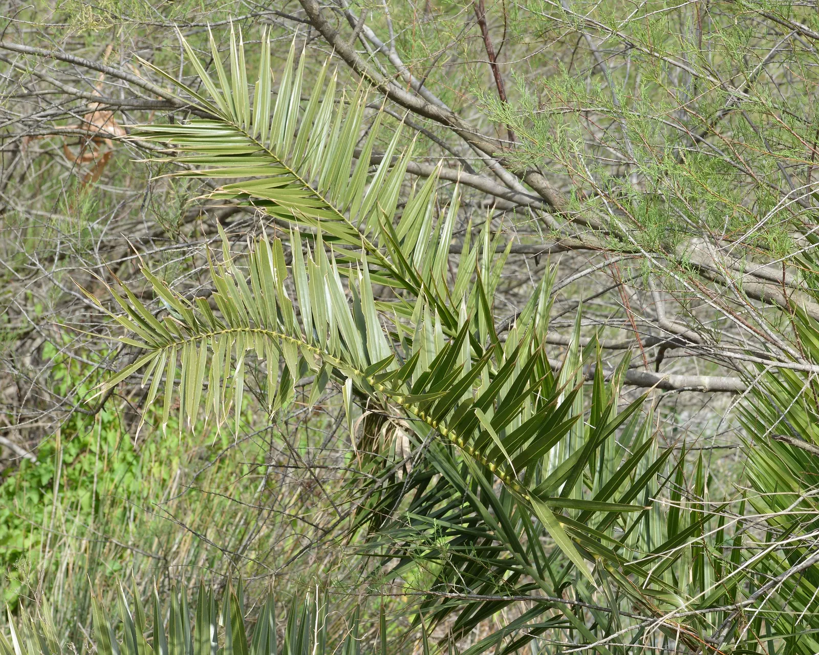 Canary Island Date Palm (Phoenix Canariensis) — the Canary Island Date Palm can reach heights of 40 to 60 feet with a spread of 20 to 25 feet at maturity