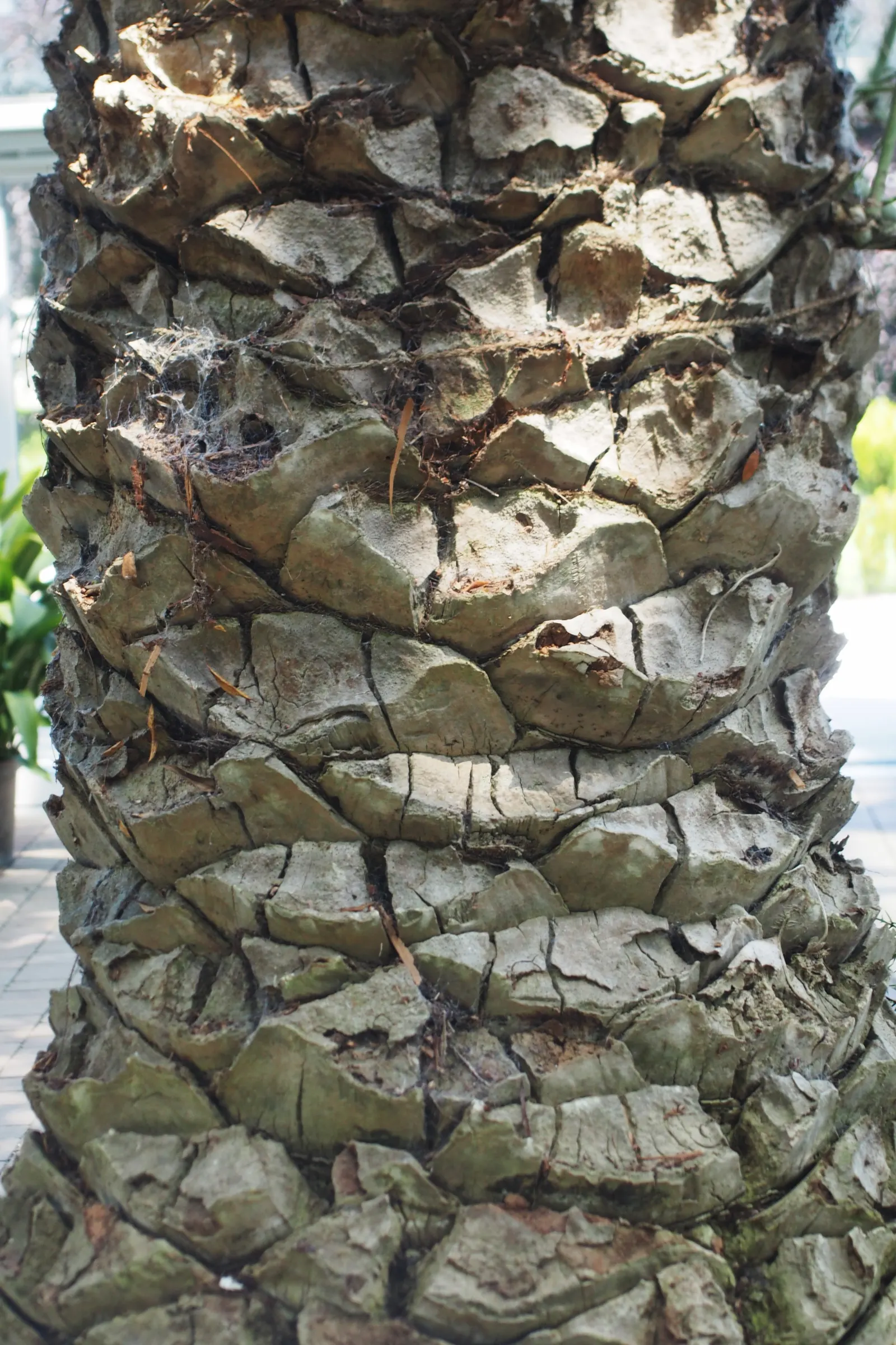Canary Island Date Palm (Phoenix Canariensis) — Growth rate is slow, ensuring a long-lasting, dramatic presence in any garden setting; often measuring 3 to 4
