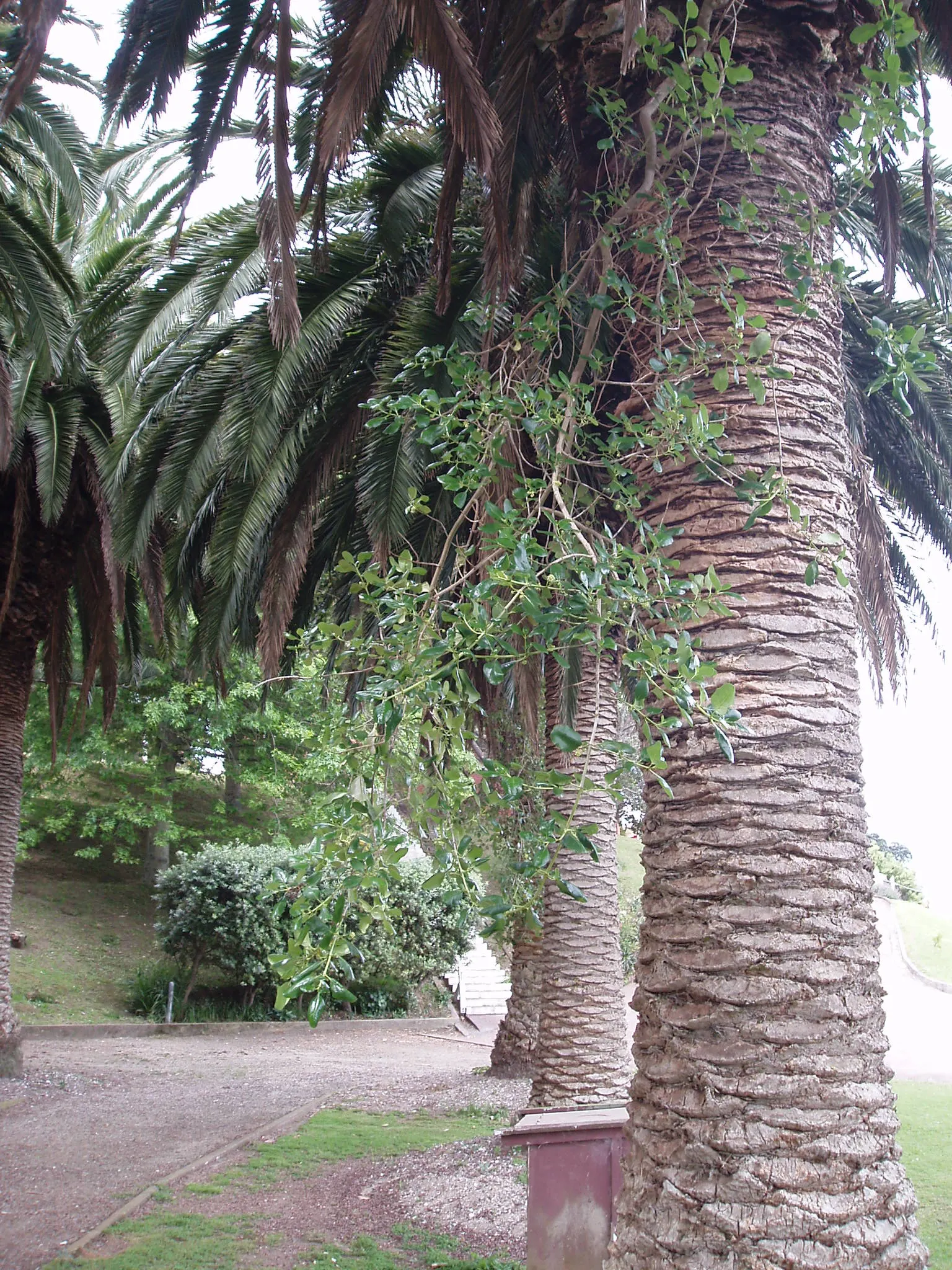 Canary Island Date Palm (Phoenix Canariensis) — The fronds are deep green and emanate from a pronounced crown at the top of the trunk; commonly known as the