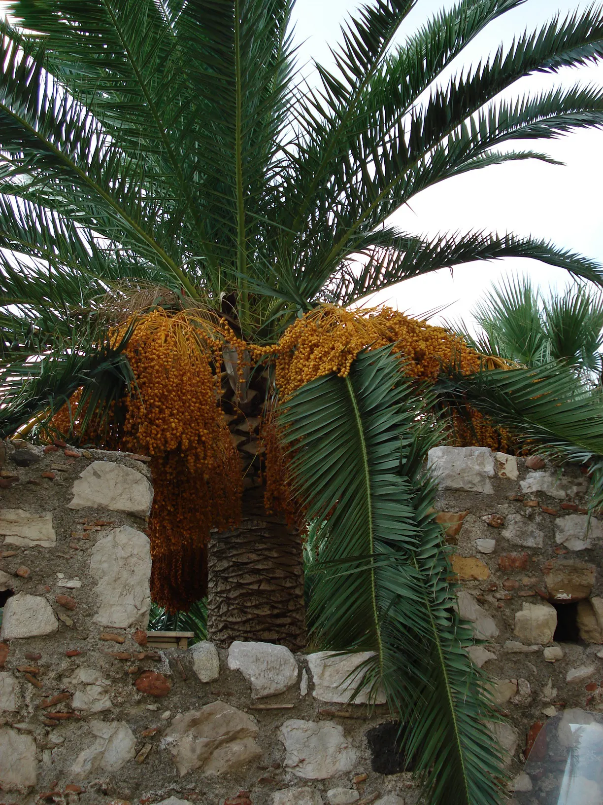 Canary Island Date Palm (Phoenix Canariensis) — Its lush, dense crown of long, arching fronds spans approximately 40 feet wide