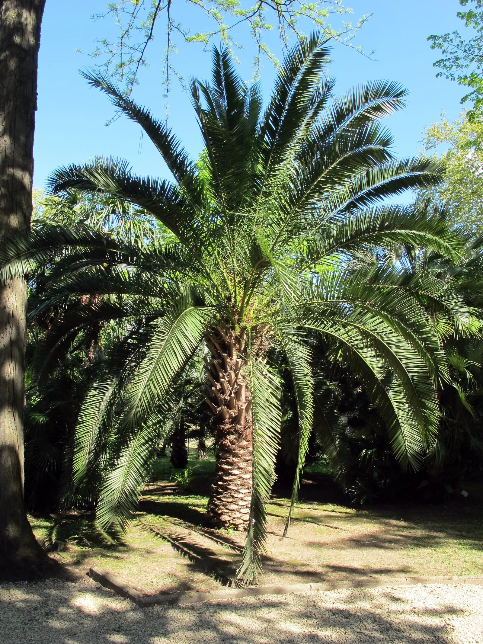 Canary Island Date Palm (Phoenix Canariensis) — though they are ornamental rather than edible.<br><br>Suitable for USDA Hardiness Zones 9 to 11; it requires