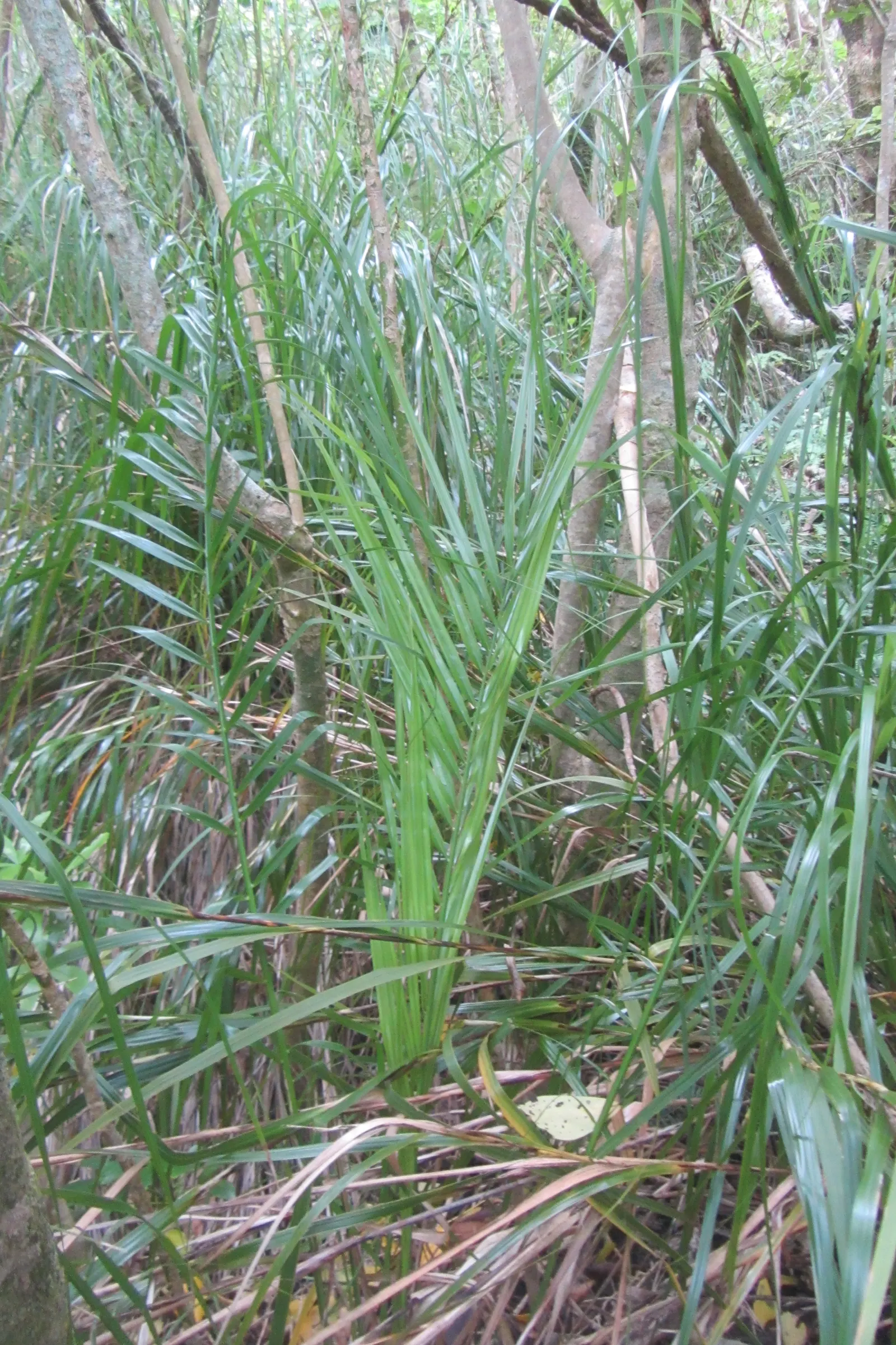 Canary Island Date Palm (Phoenix Canariensis) — long fronds that can grow 12 to 15 feet in length