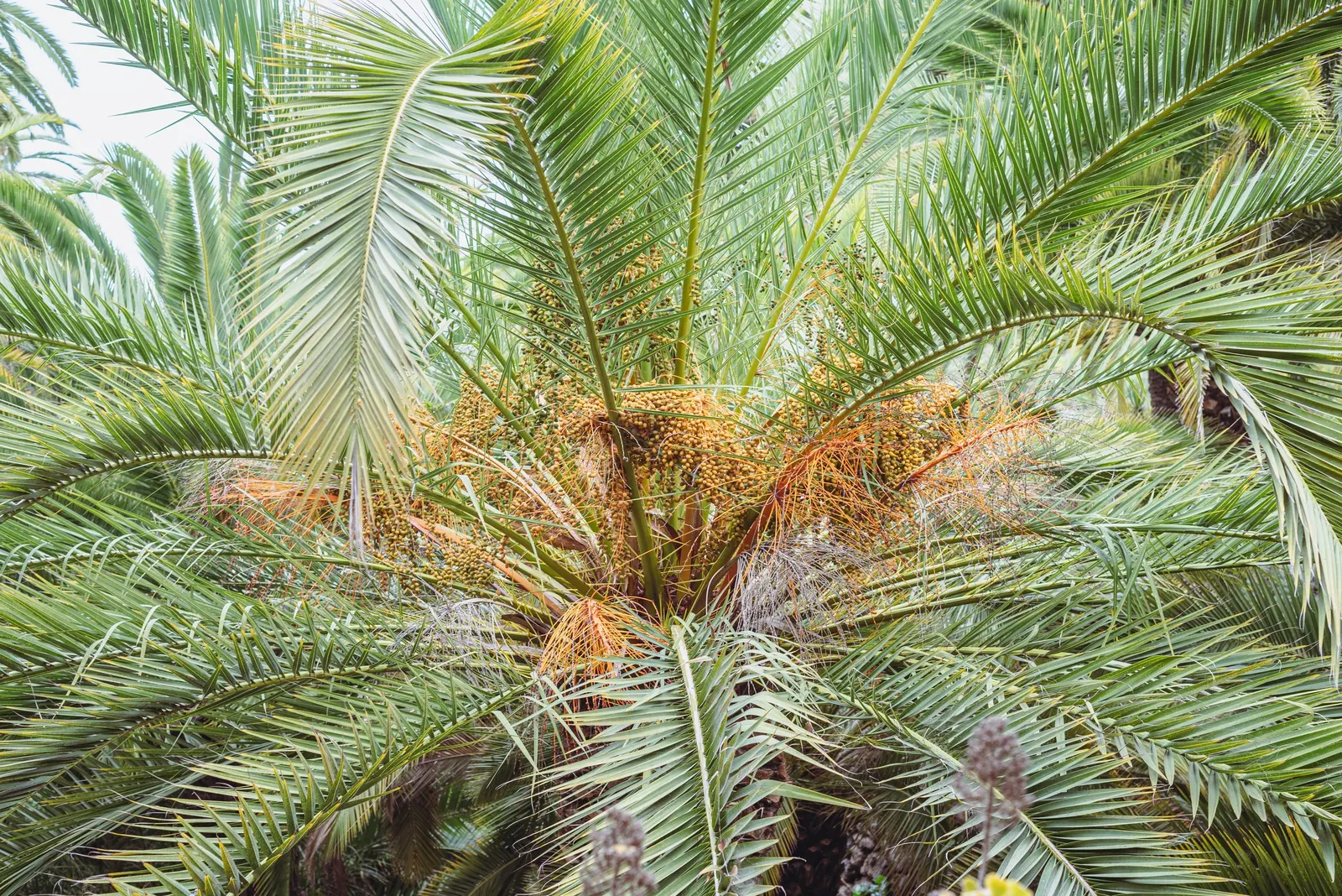 Canary Island Date Palm (Phoenix Canariensis) — often measuring 3 to 4 feet in diameter
