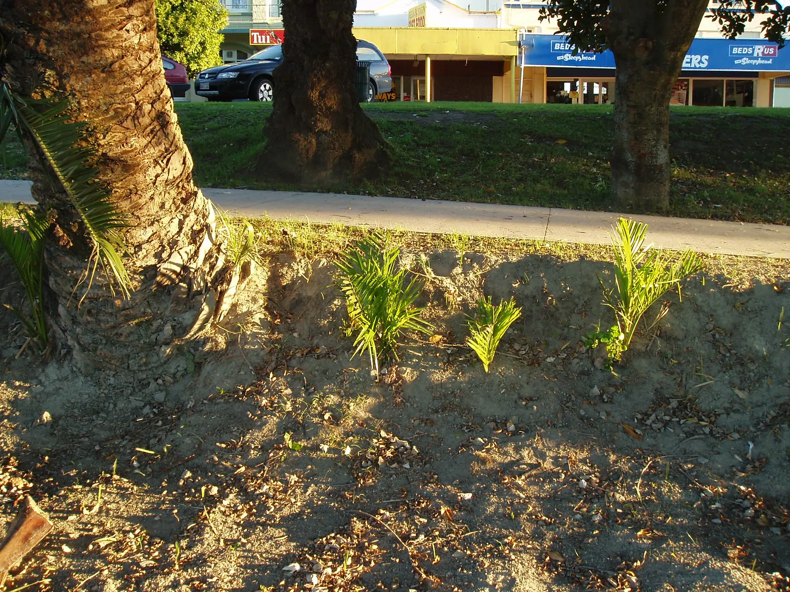 Canary Island Date Palm (Phoenix Canariensis) — contributing to the palm's regal appearance; is an impressive and stately palm that adds a touch of tropical