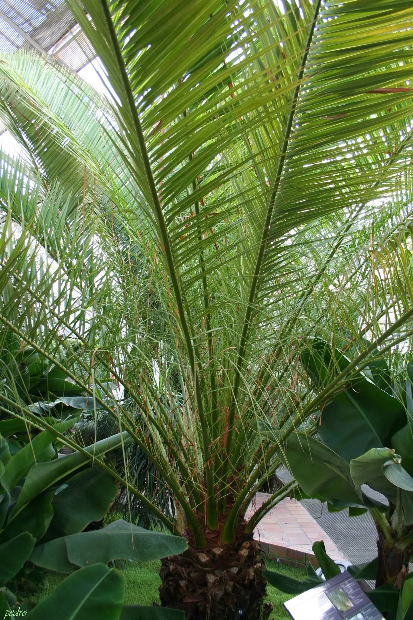 Canary Island Date Palm (Phoenix Canariensis) — capable of bringing a sense of the subtropics to the landscape